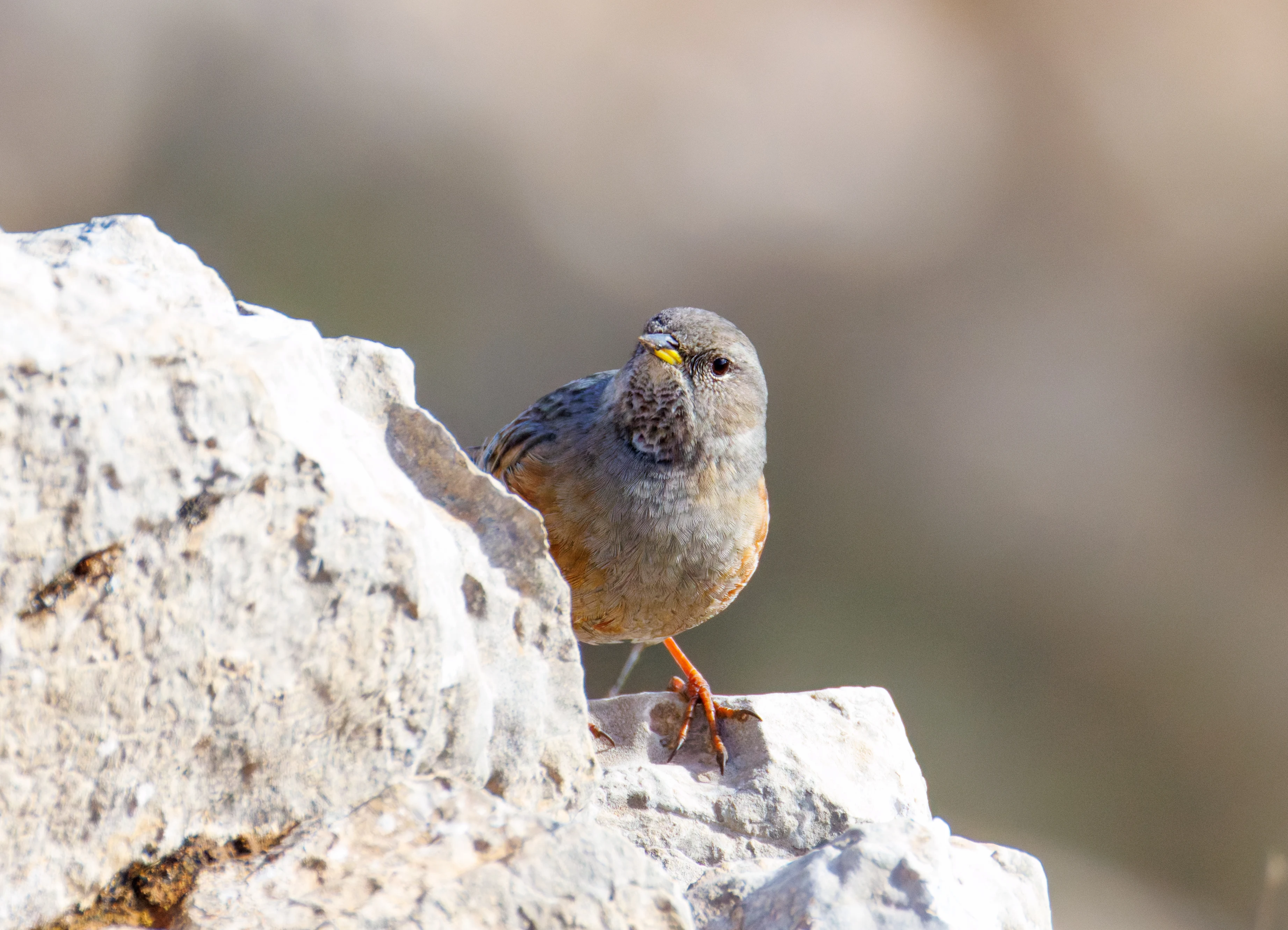 Alpine Accentor, Maigmo, Alicante, Spain — photo by Orlando Prugel-Bennett