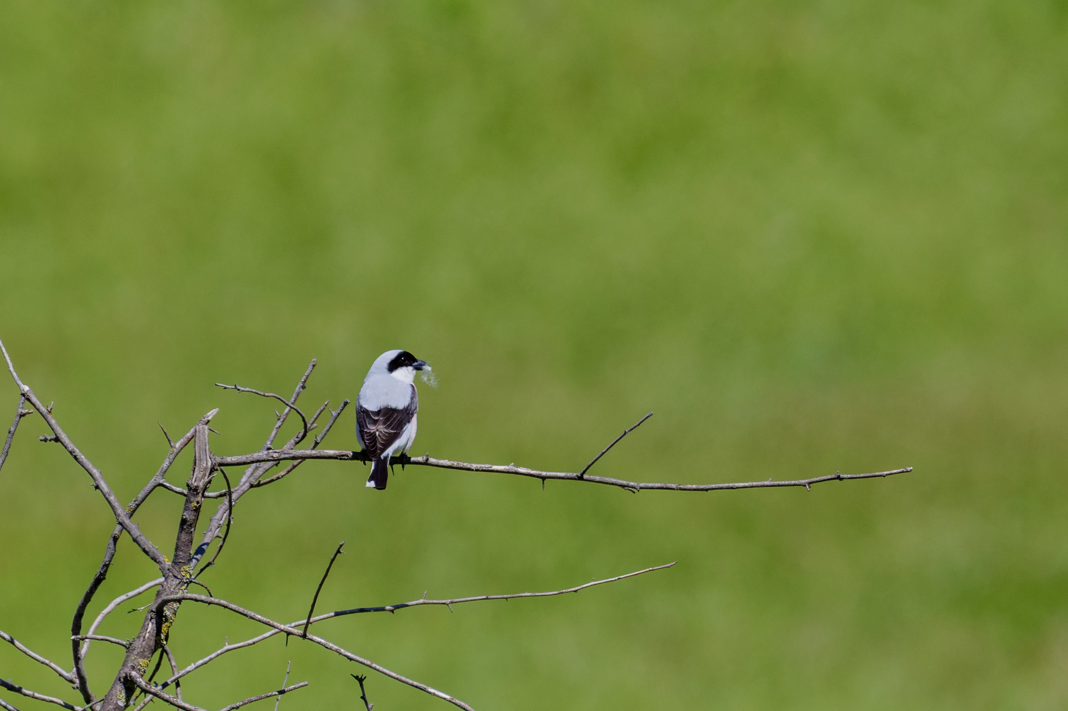 Lesser Grey Shrike, Romanian Steppe, Romania — photo by Orlando Prugel-Bennett