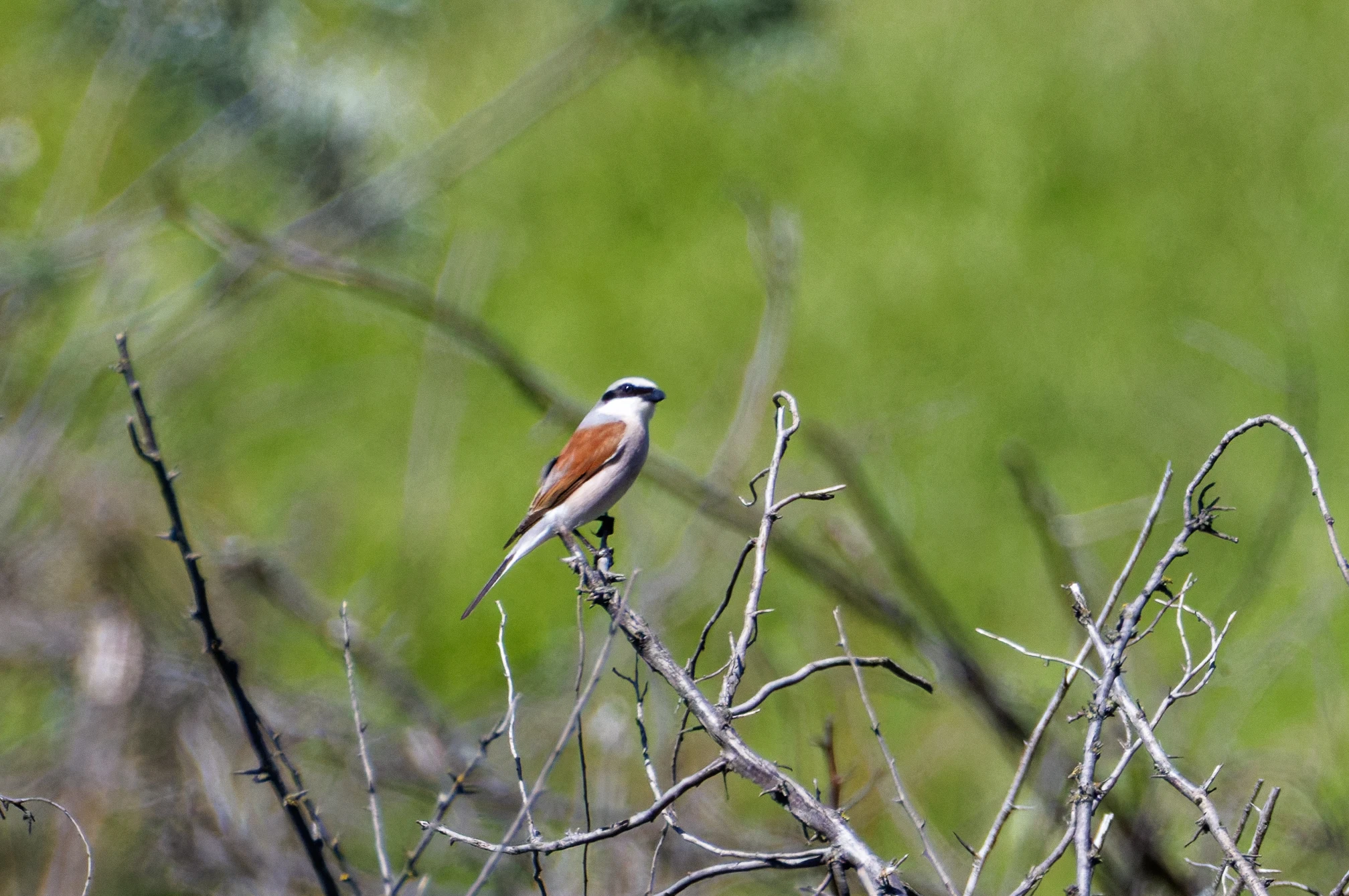 Red-backed Shrike, Romanian Steppe, Romania — photo by Orlando Prugel-Bennett