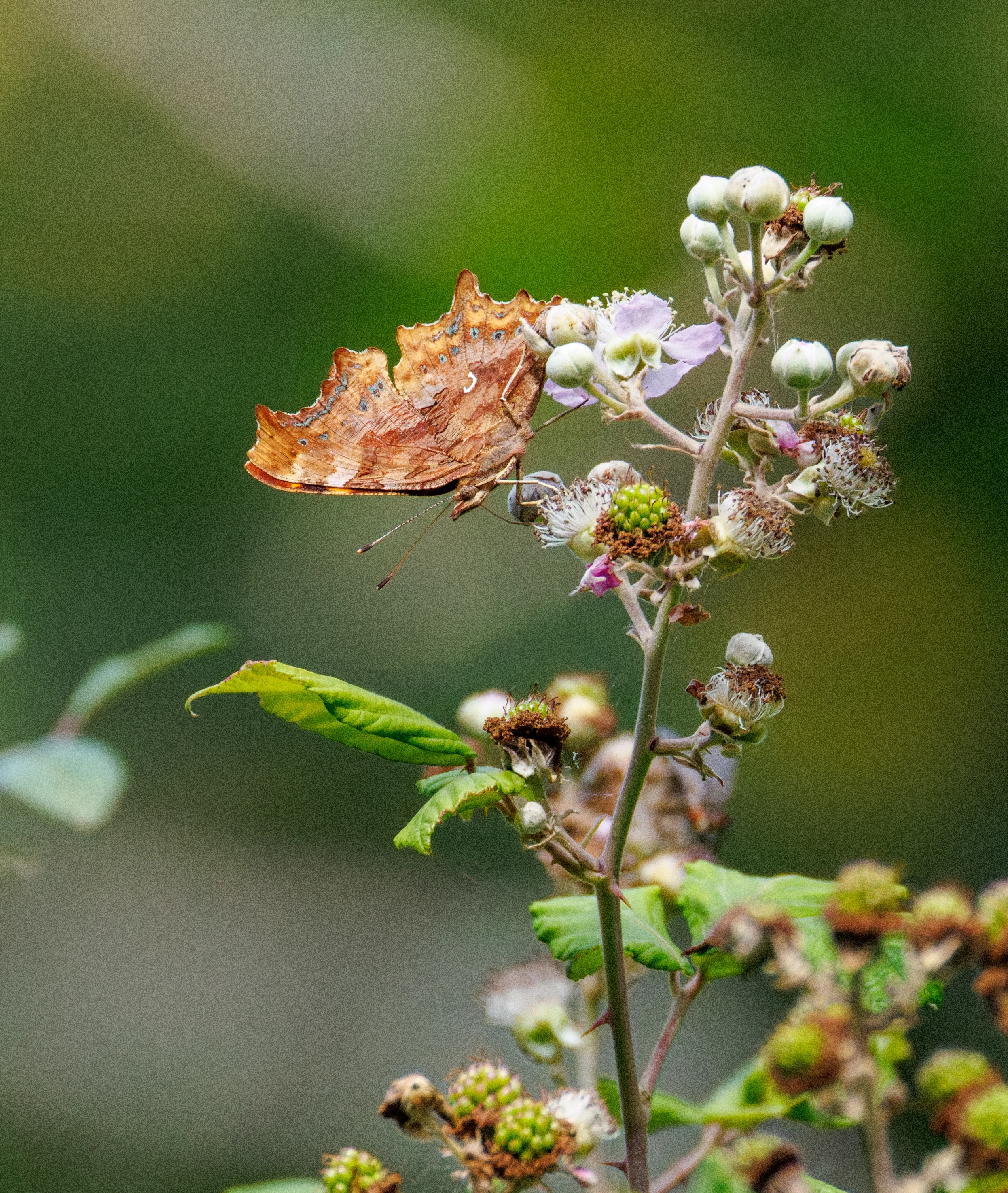 Comma butterfly on blackberry flowers, Knepp, Horsham, West Sussex, UK — photo by Orlando Prugel-Bennett