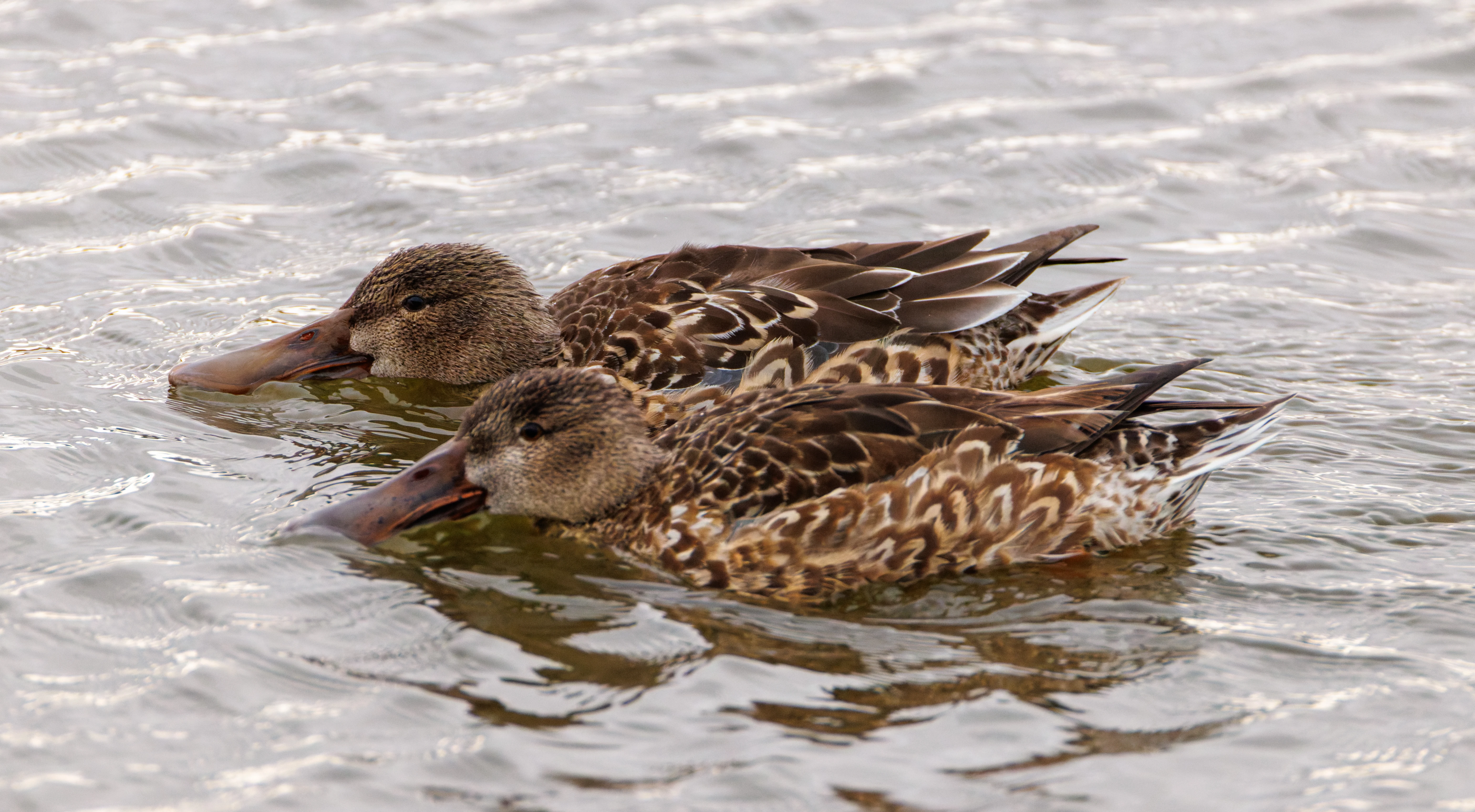 Northern Shoveler (female), Clot de Galvany, Alicante, Spain — photo by Orlando Prugel-Bennett