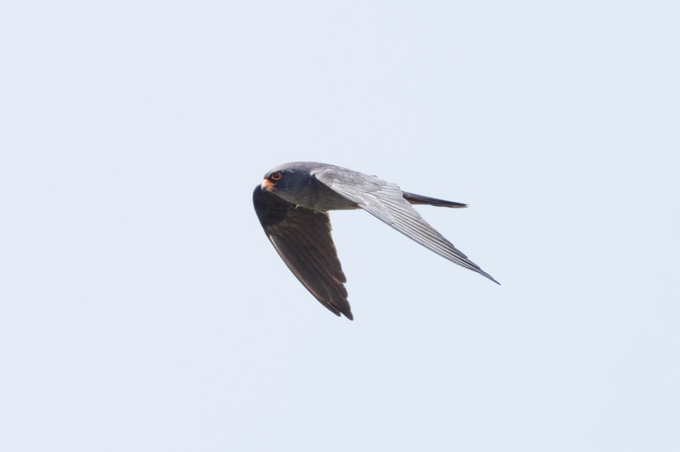 Red-footed Falcon, Danube Delta, Romania — photo by Orlando Prugel-Bennett