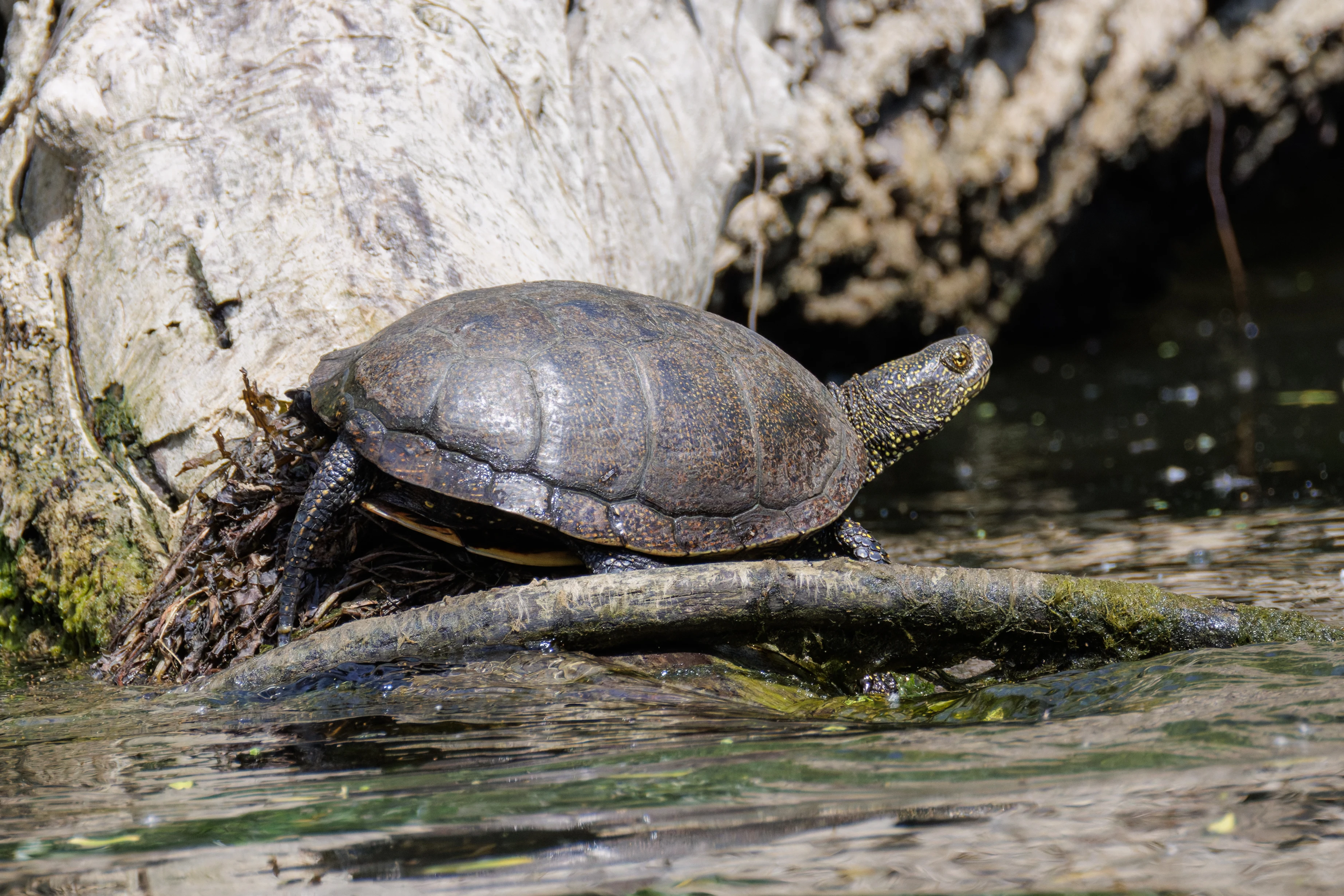 European Pond Turtle, Danube Delta, Romania — photo by Orlando Prugel-Bennett