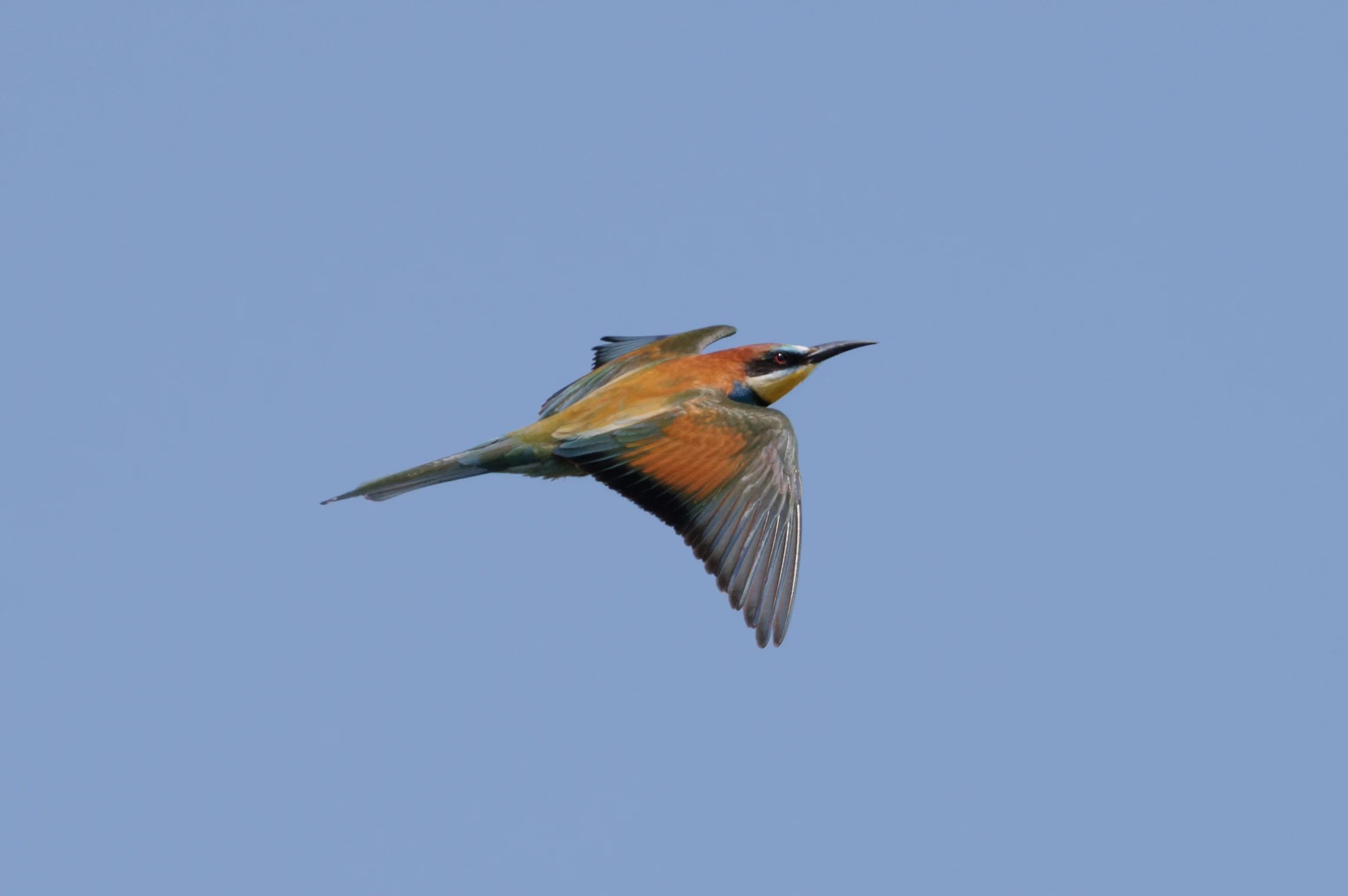 European Bee-eater, Danube Delta, Romania — photo by Orlando Prugel-Bennett