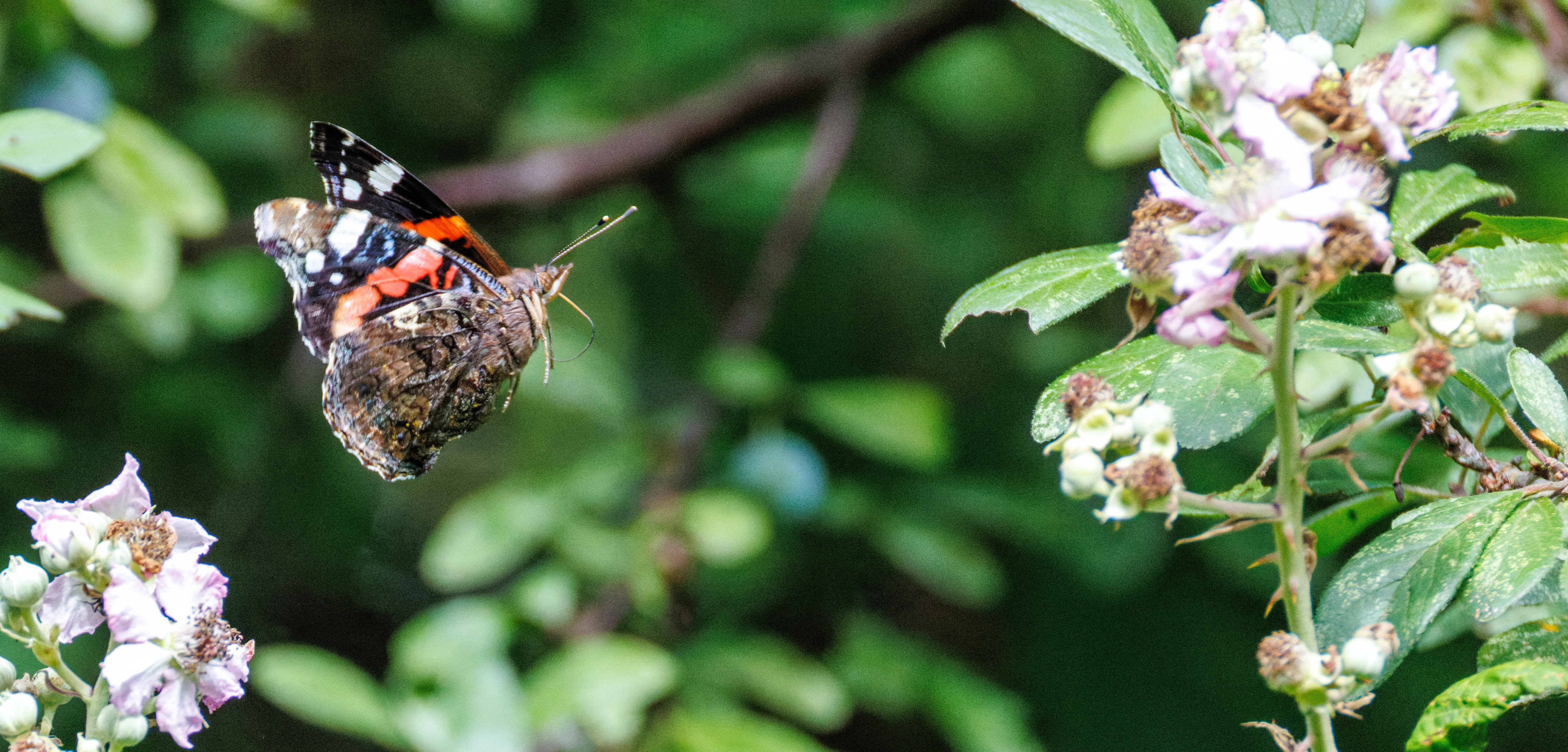 Red Admiral butterfly on blackberry flowers, Knepp, Horsham, West Sussex, UK — photo by Orlando Prugel-Bennett