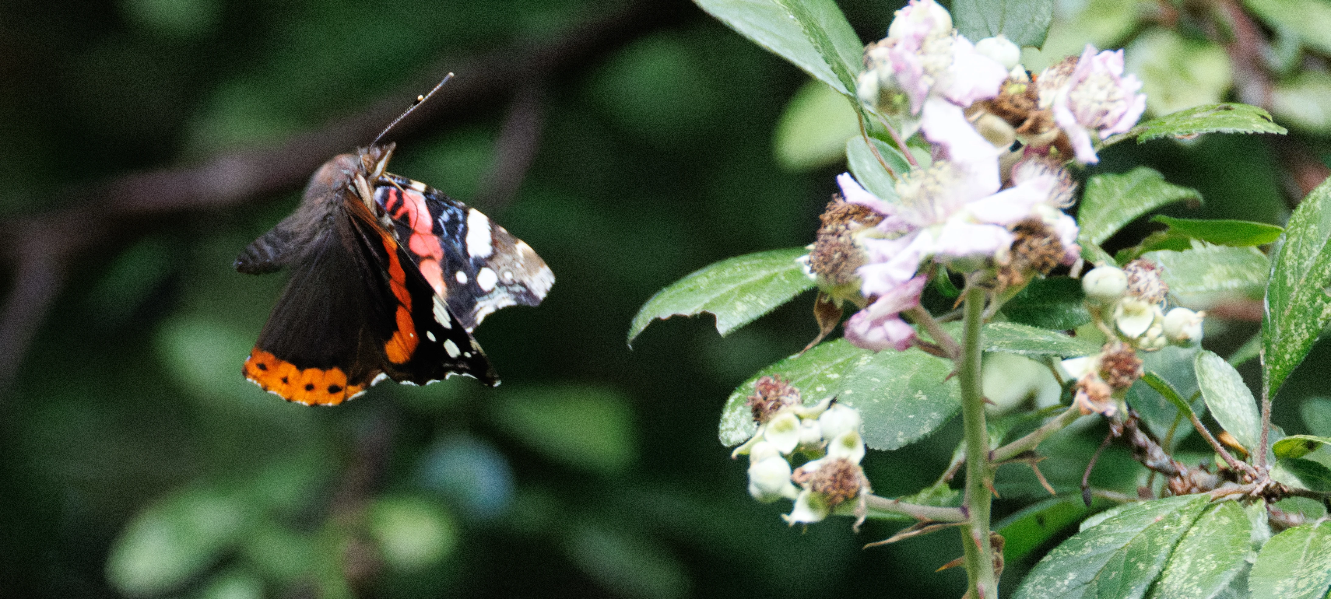 Red Admiral butterfly on flower, Knepp, Horsham, West Sussex, UK — photo by Orlando Prugel-Bennett