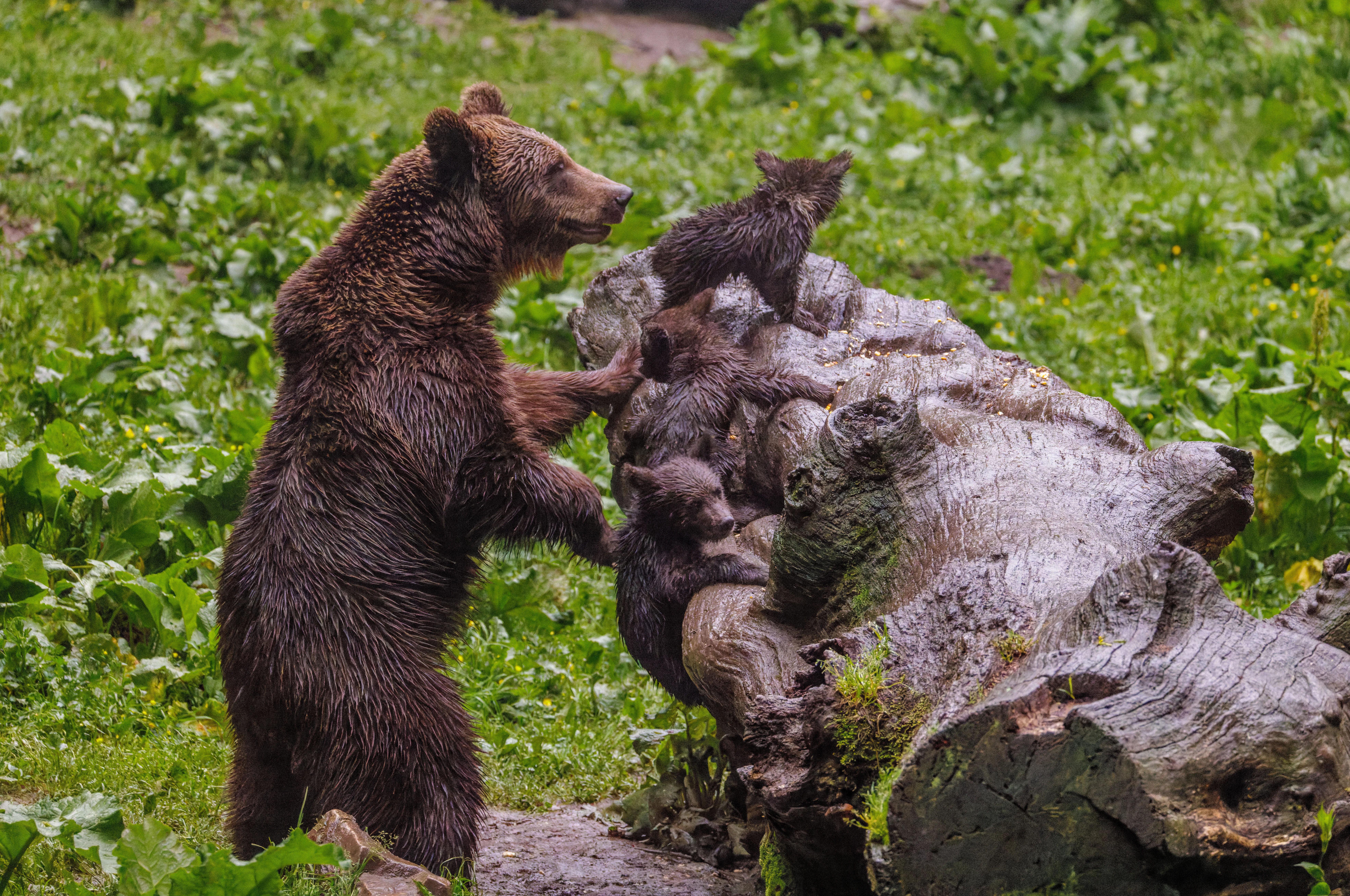 Brown Bear with Cubs, Transylvania, Romania — photo by Orlando Prugel-Bennett