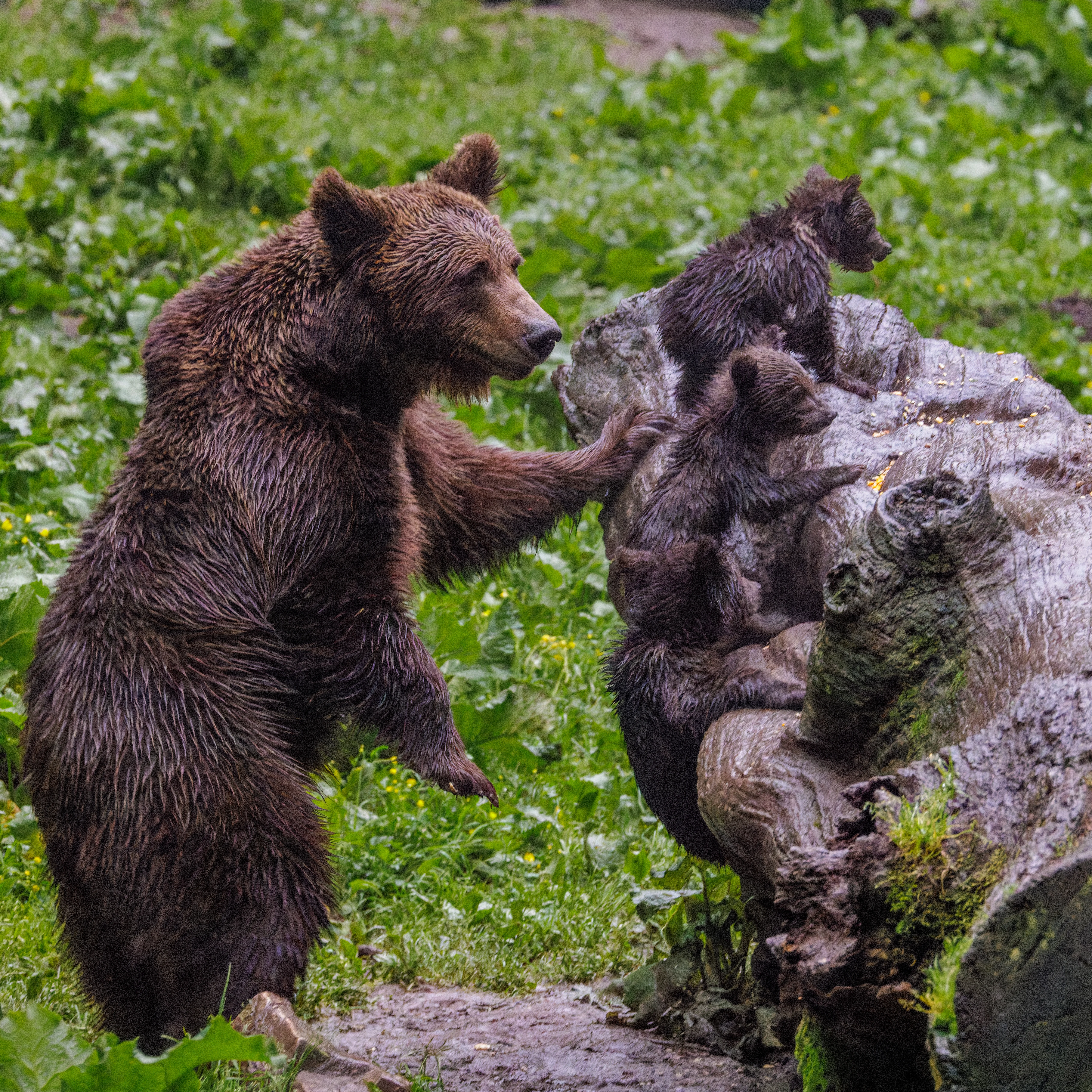 Brown Bear with Cubs, Transylvania, Romania — photo by Orlando Prugel-Bennett