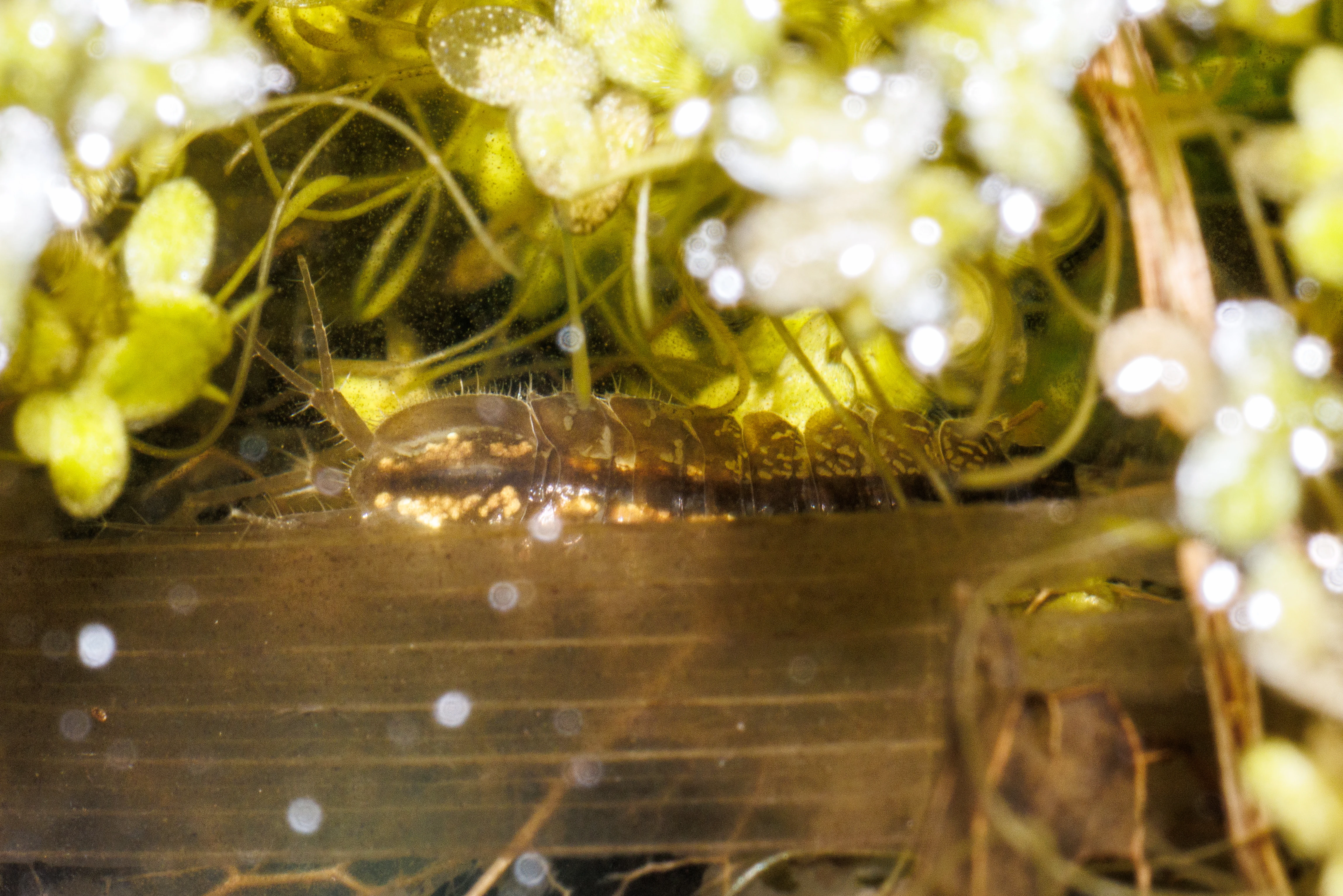 Dragonfly larvae, Eling, Hampshire, UK — photo by Orlando Prugel-Bennett