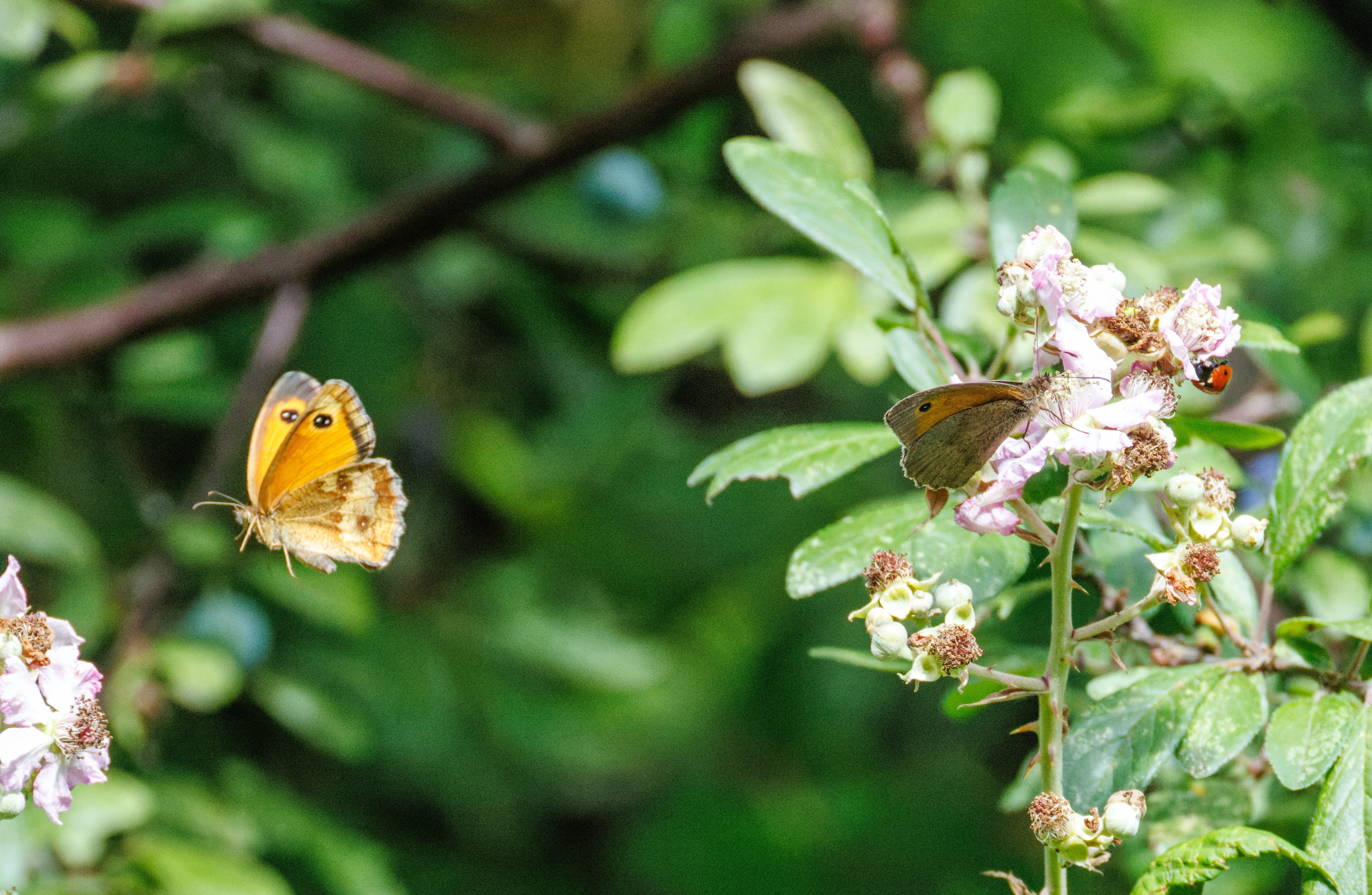 Gatekeeper butterfly and Meadow Brown butterfly on bramble flowers, Knepp, Horsham, West Sussex, UK — photo by Orlando Prugel-Bennett