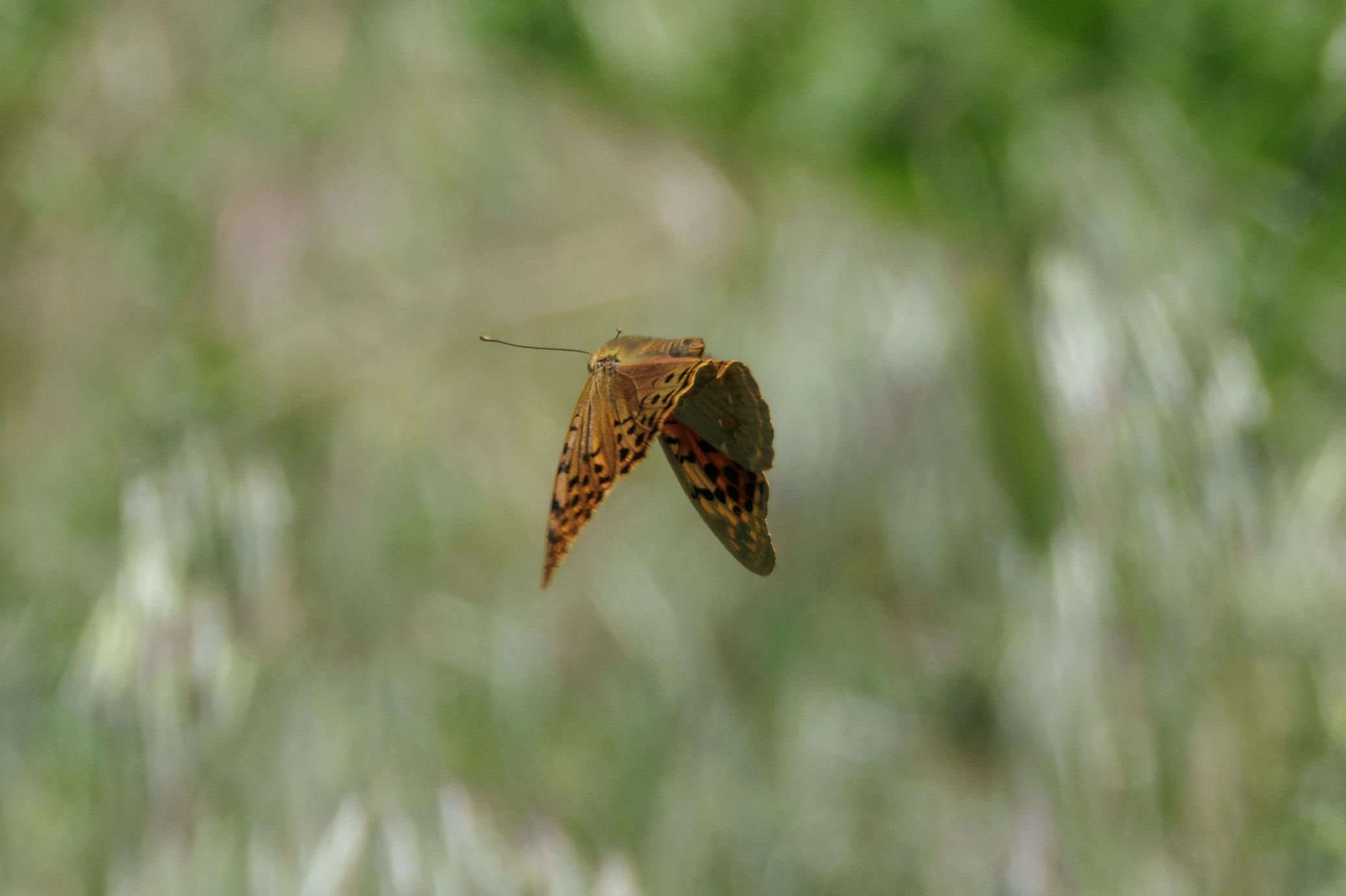 Cardinal fritillary, Romanian Steppe, Romania — photo by Orlando Prugel-Bennett