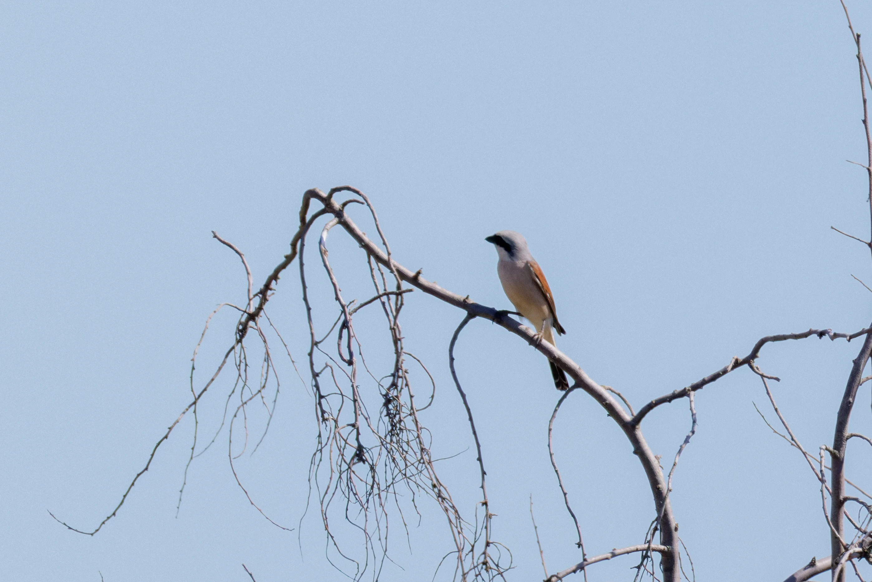 Red-backed Shrike, Romanian Steppe, Romania — photo by Orlando Prugel-Bennett