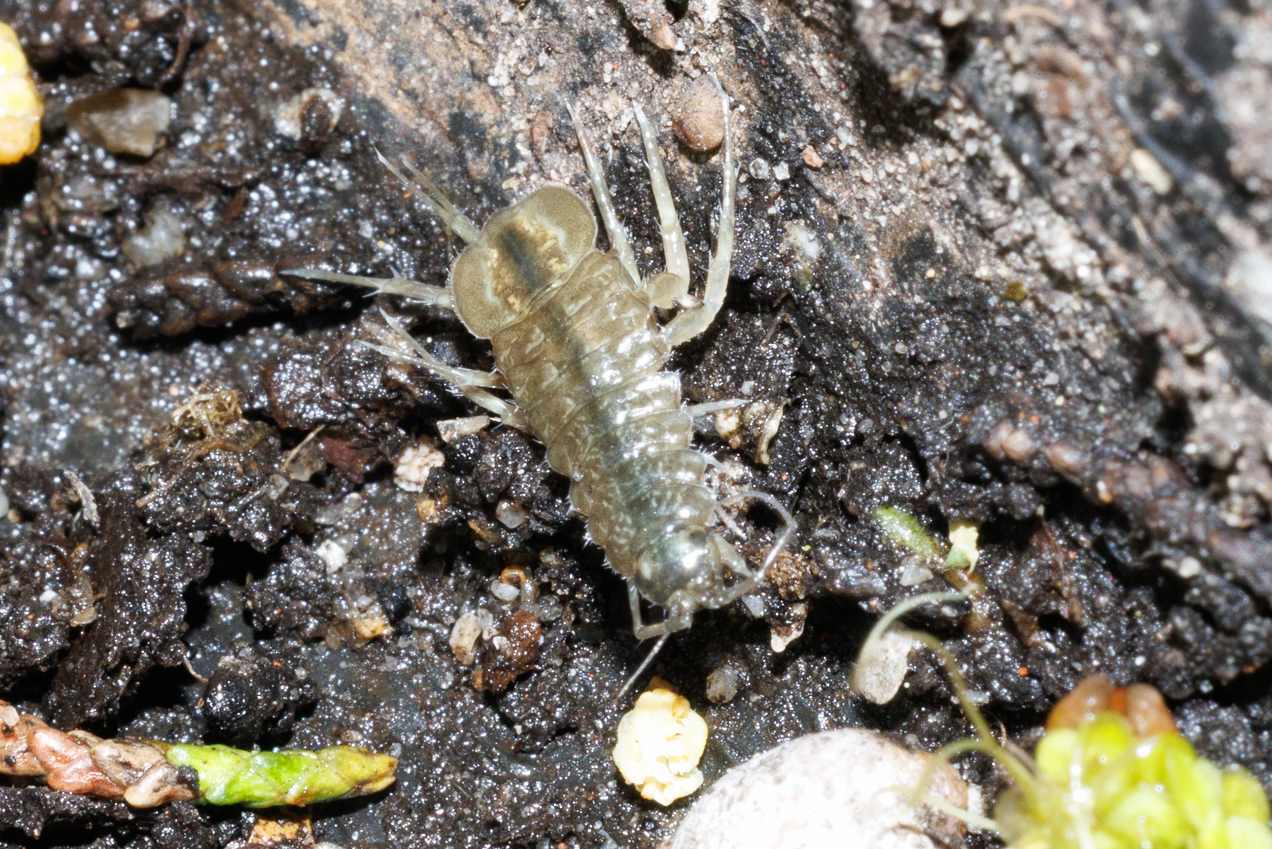 Dragonfly larvae, Eling, Hampshire, UK — photo by Orlando Prugel-Bennett