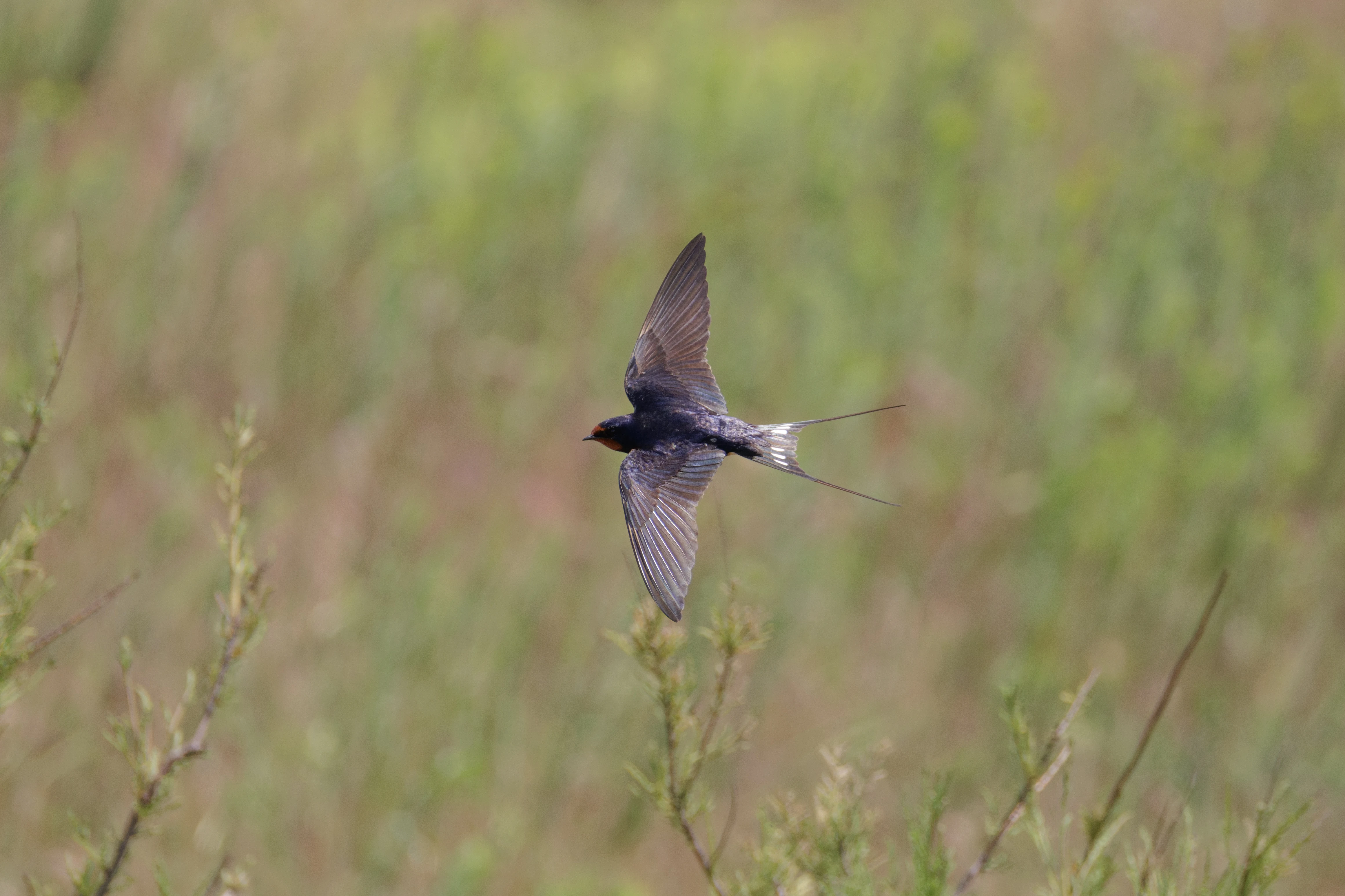 Barn Swallow, Danube Delta, Romania — photo by Orlando Prugel-Bennett