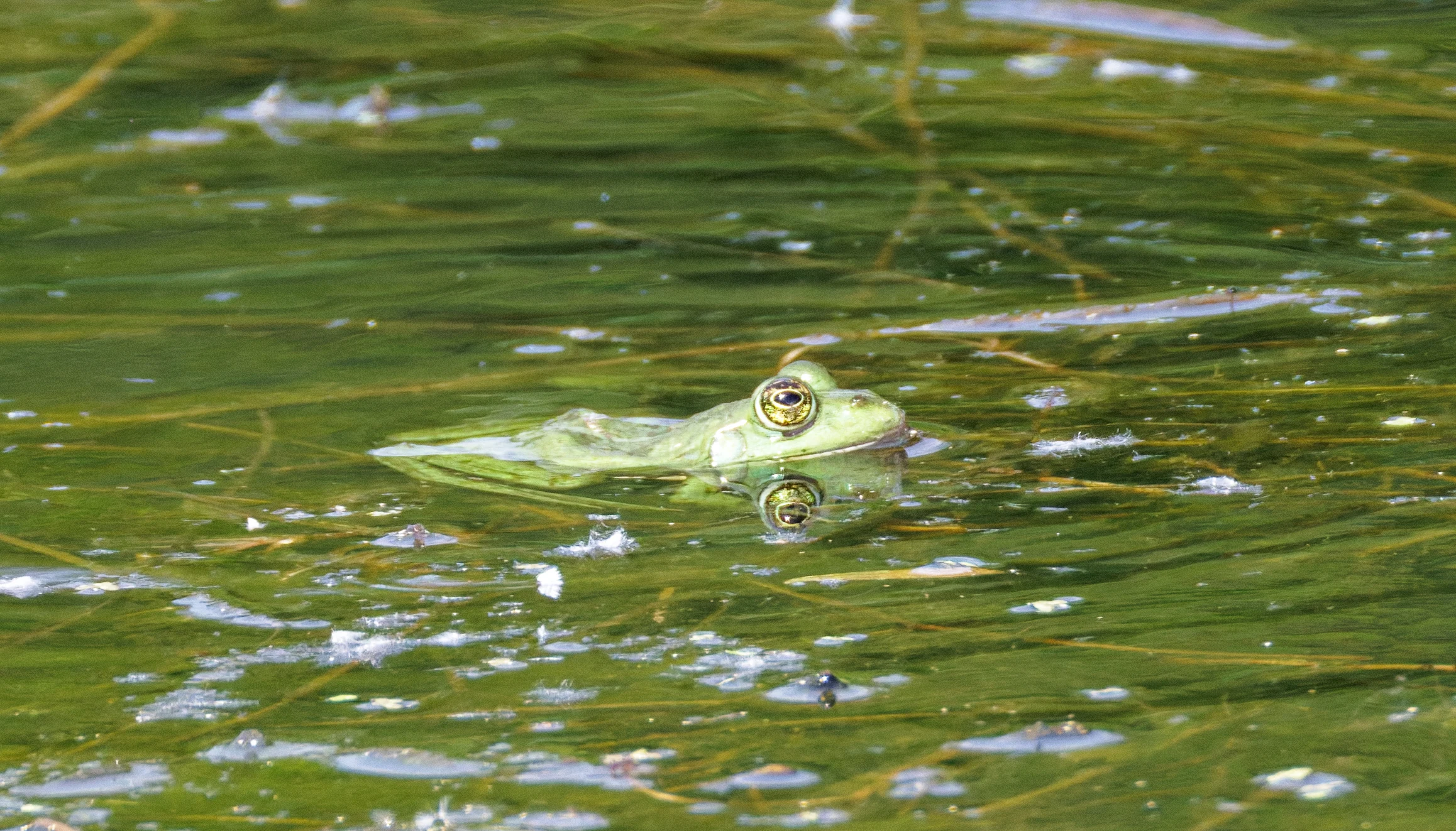 Frog, Danube Delta, Romania — photo by Orlando Prugel-Bennett