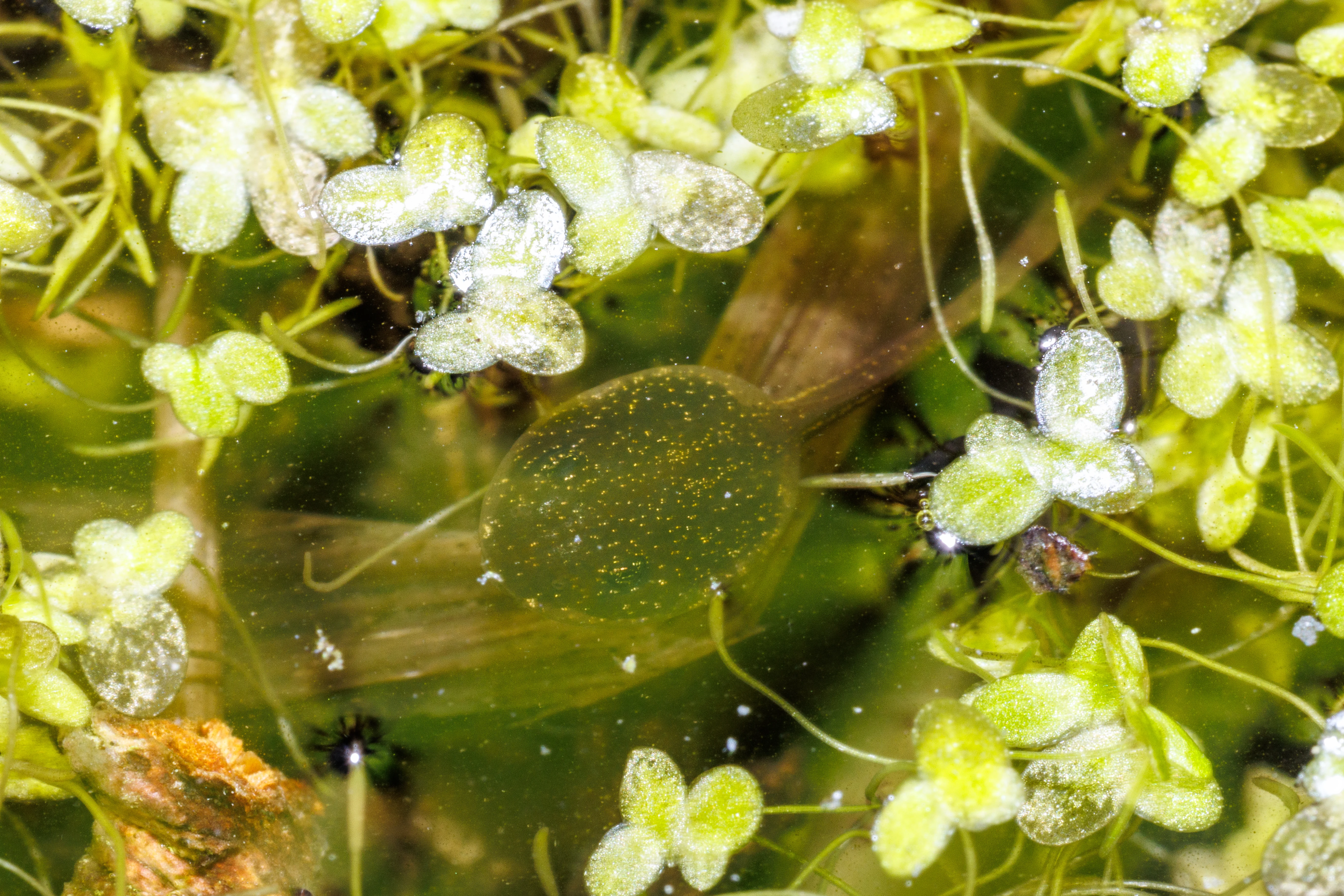 Tadpole, Eling, Hampshire, UK — photo by Orlando Prugel-Bennett