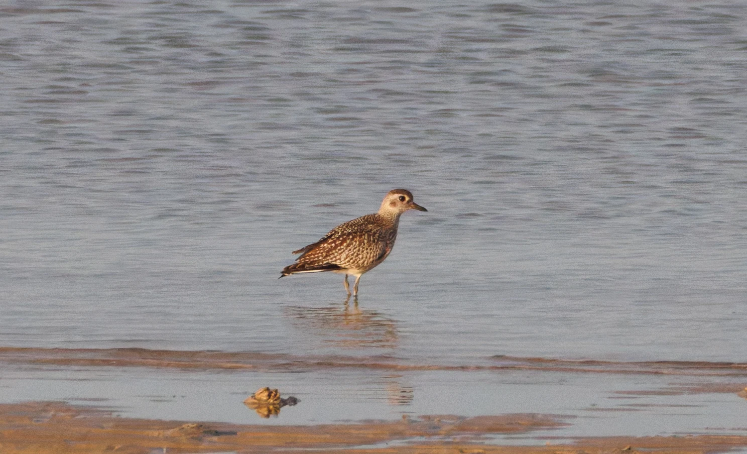 European Golden Plover, Zeeland, Netherlands — photo by Orlando Prugel-Bennett