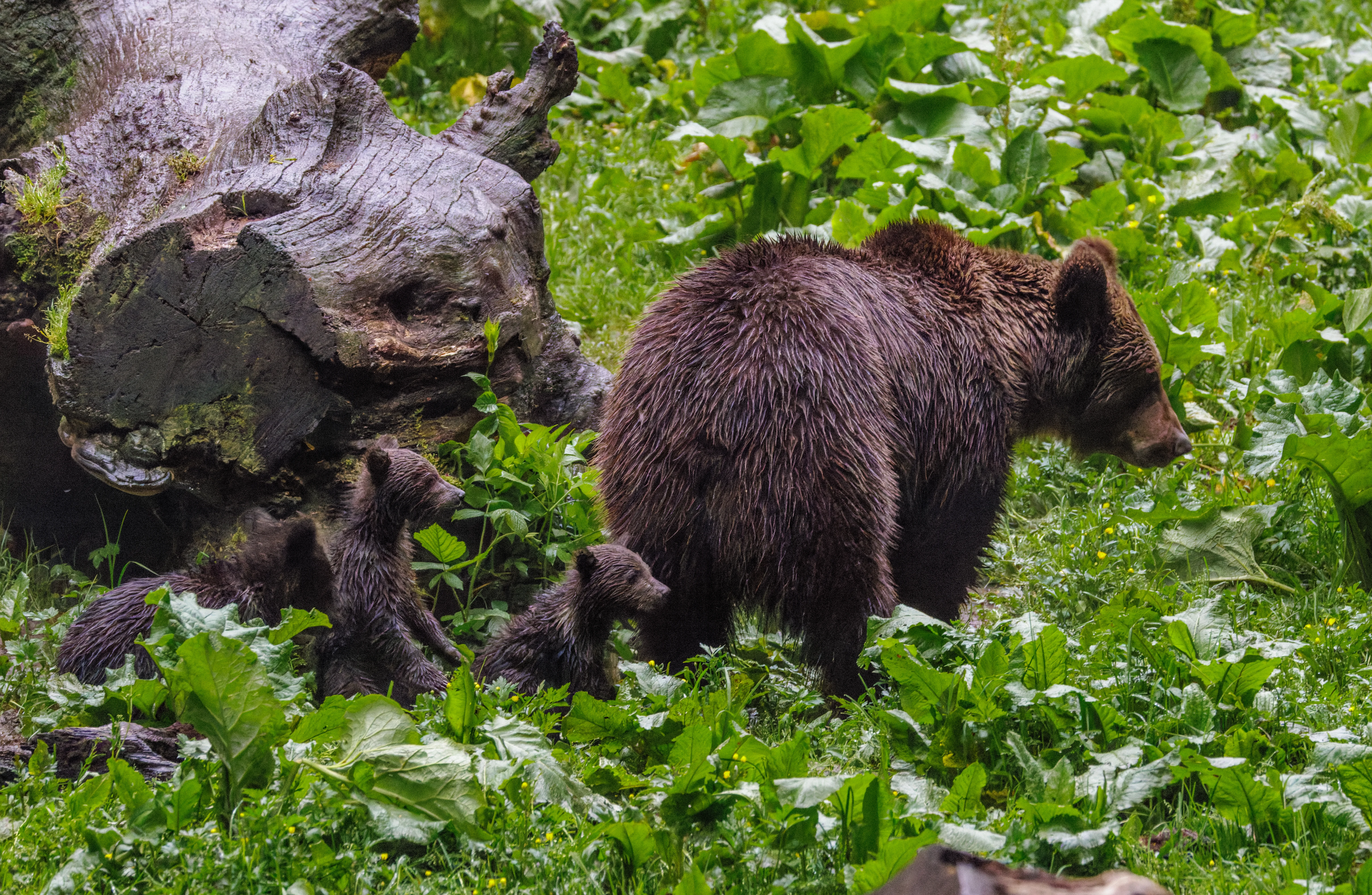 Brown Bear with Cubs, Transylvania, Romania — photo by Orlando Prugel-Bennett