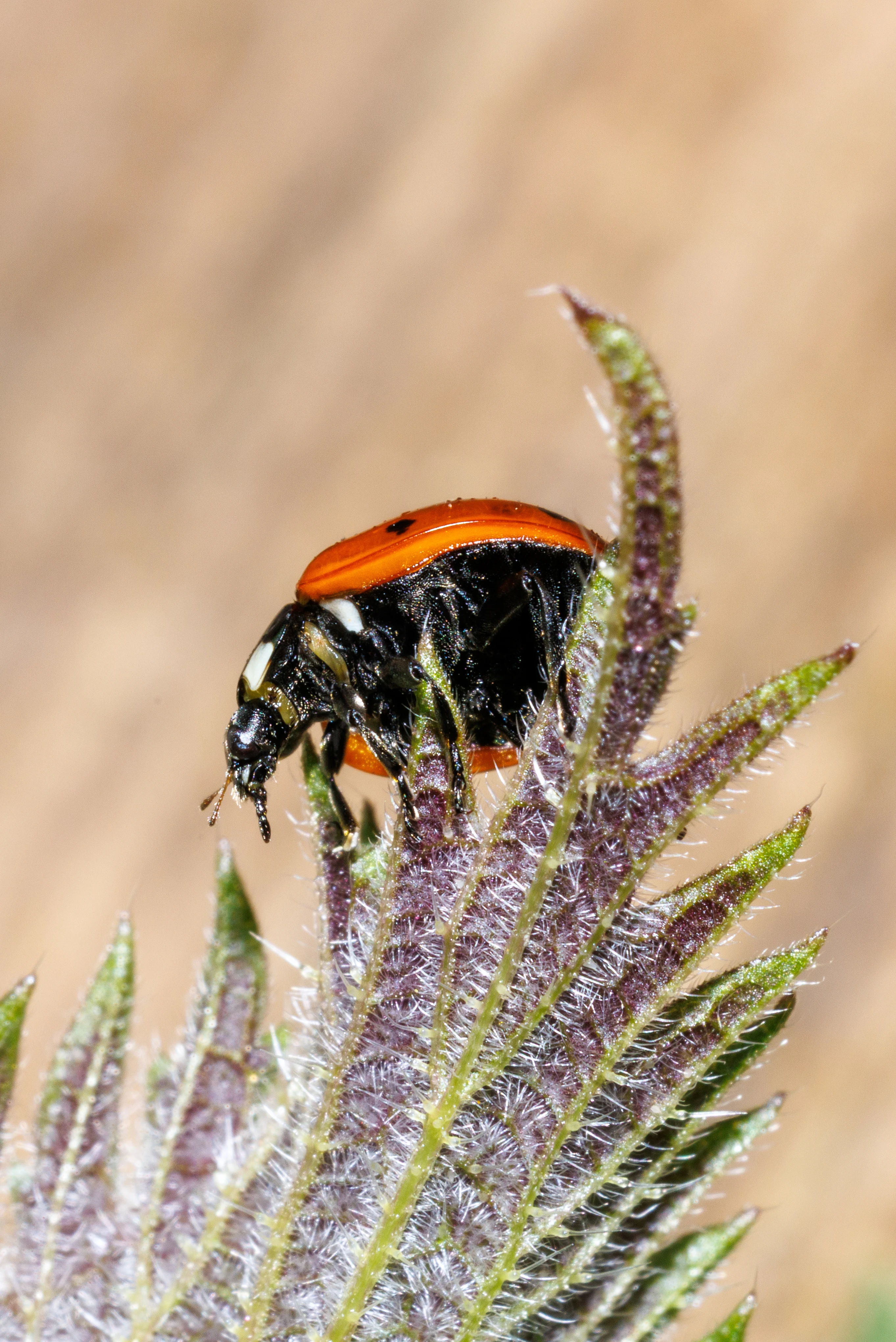 Seven-spot Ladybird on thistle leaf, Eling, Hampshire, UK — photo by Orlando Prugel-Bennett