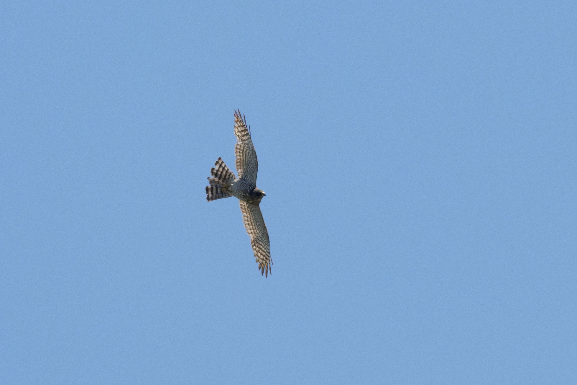 Levant sparrowhawk, Romanian Steppe, Romania — photo by Orlando Prugel-Bennett