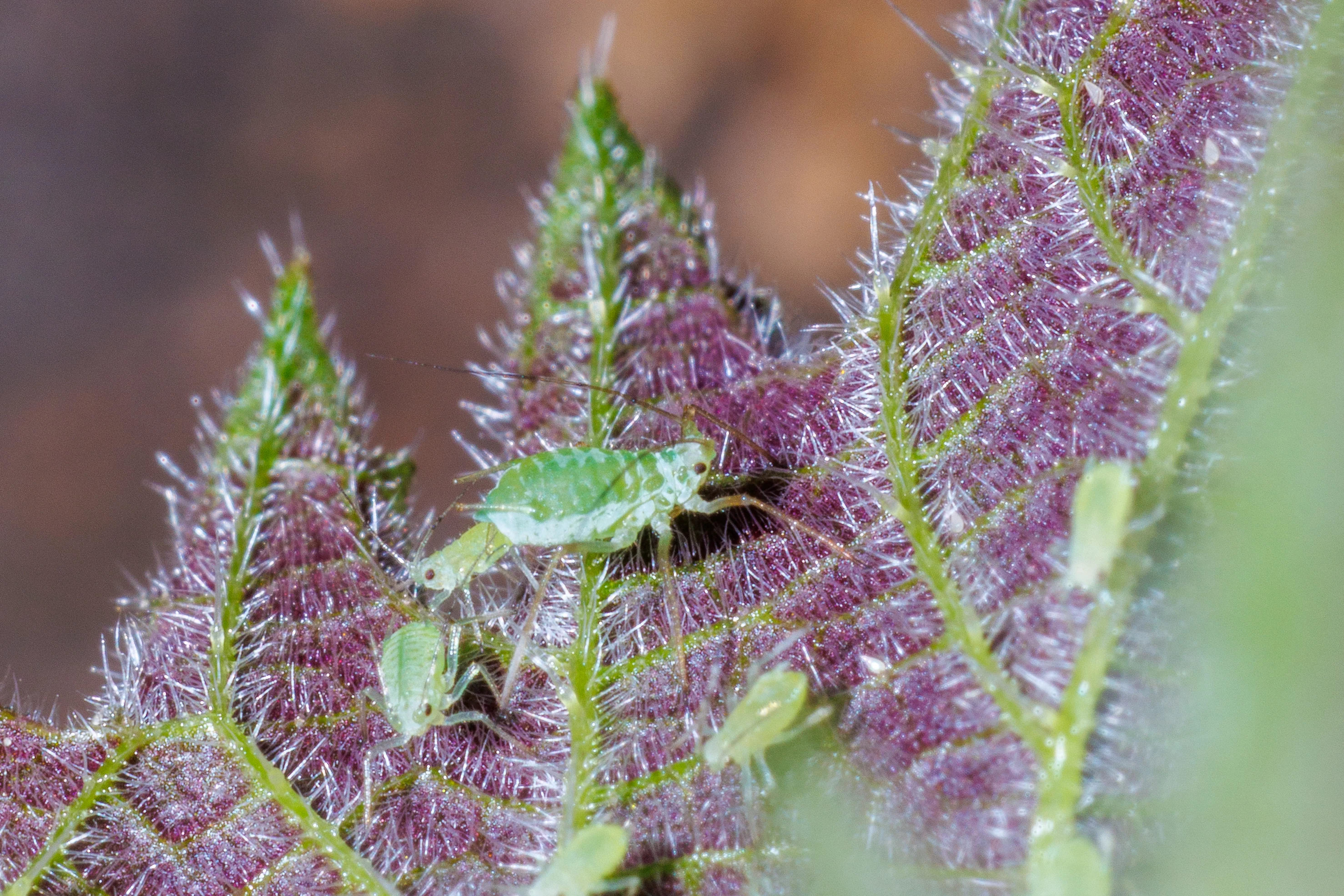 Greenfly aphids on nettle leaf, Eling, Hampshire, UK — photo by Orlando Prugel-Bennett