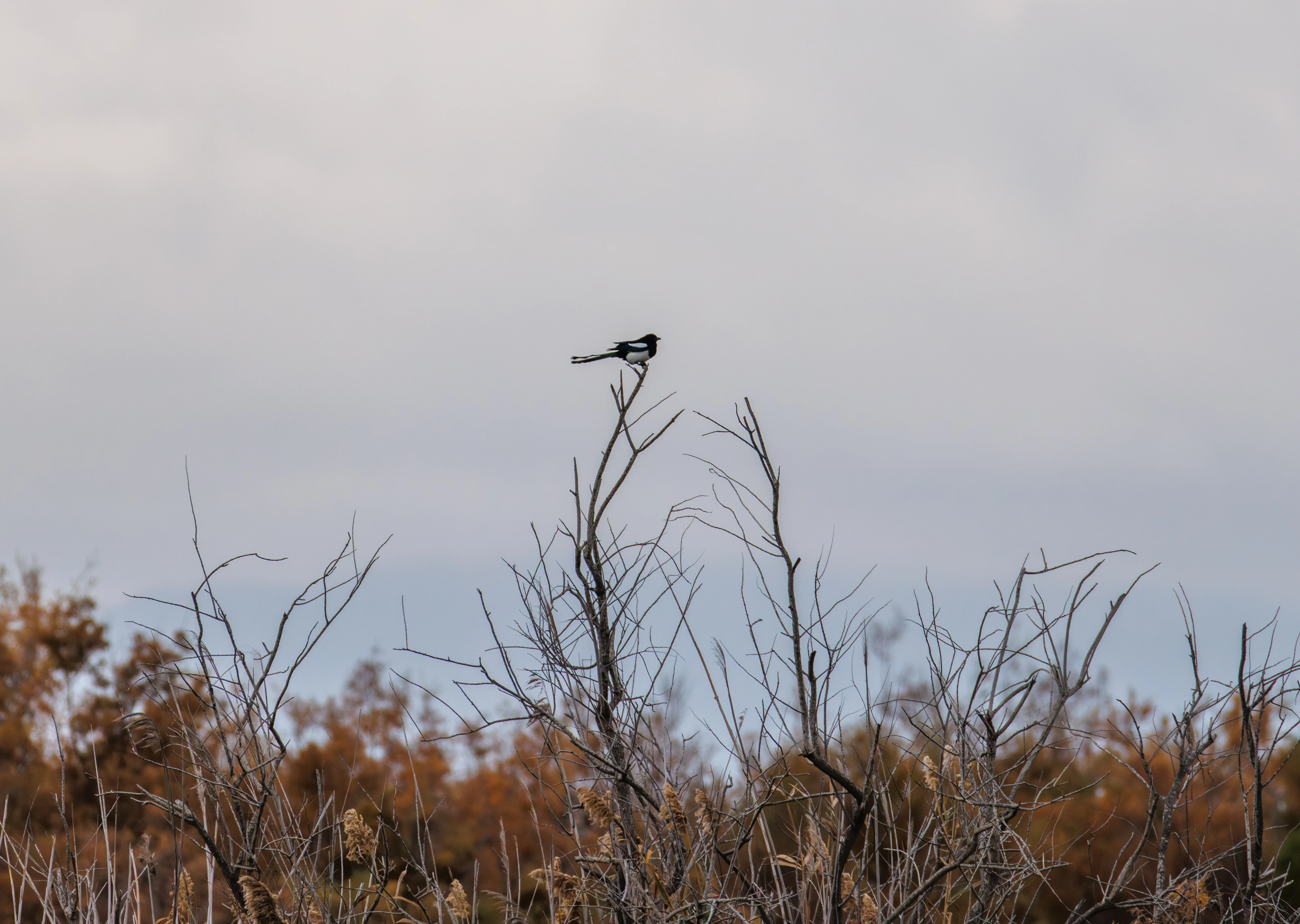 Eurasian Magpie, Clot de Galvany, Alicante, Spain — photo by Orlando Prugel-Bennett