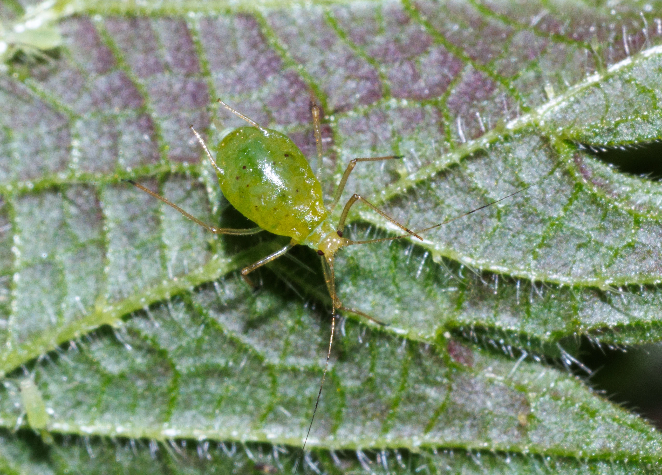 Greenfly (Aphid) on leaf, Eling, Hampshire, UK — photo by Orlando Prugel-Bennett