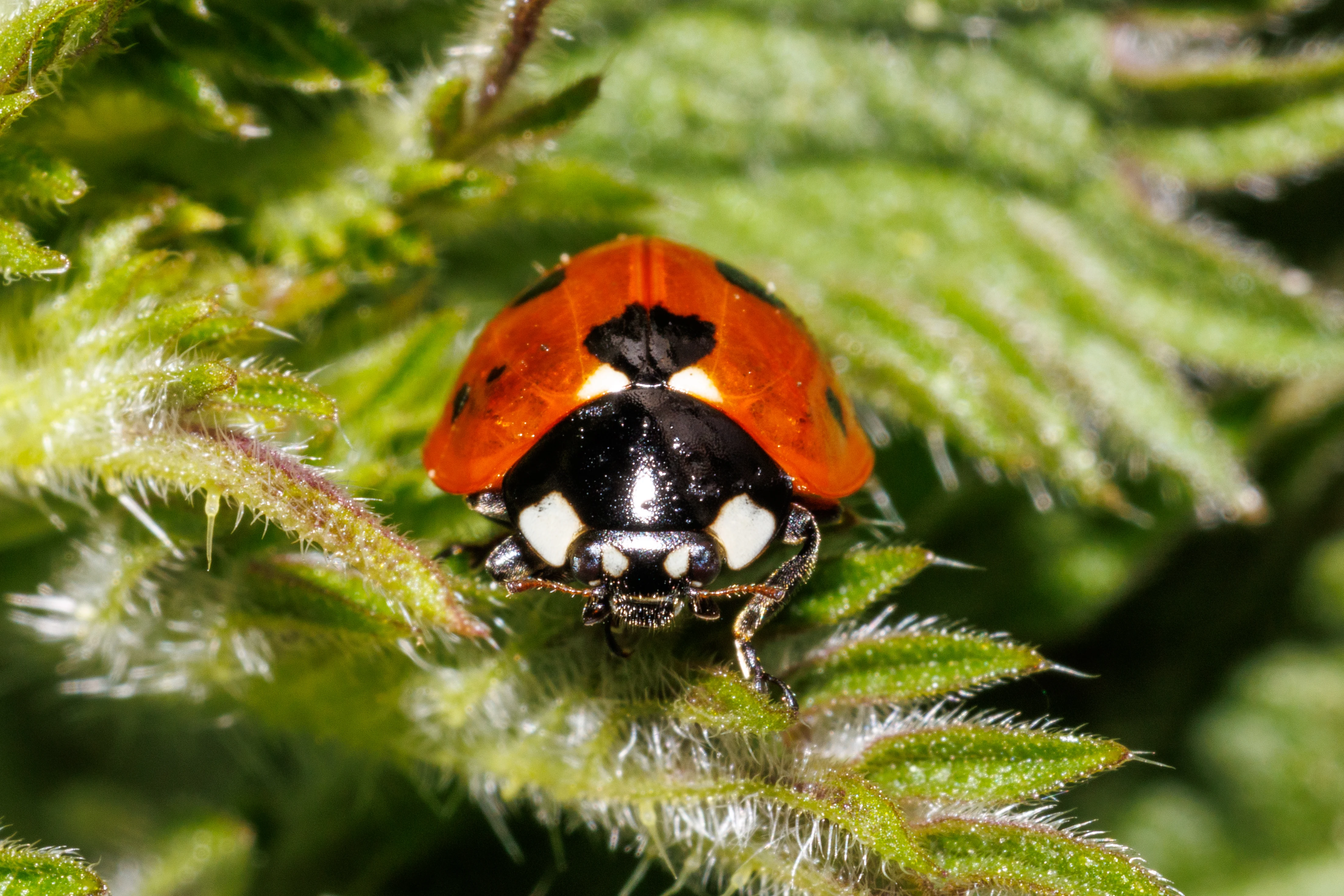 Seven-spot Ladybird, Eling, Hampshire, UK — photo by Orlando Prugel-Bennett