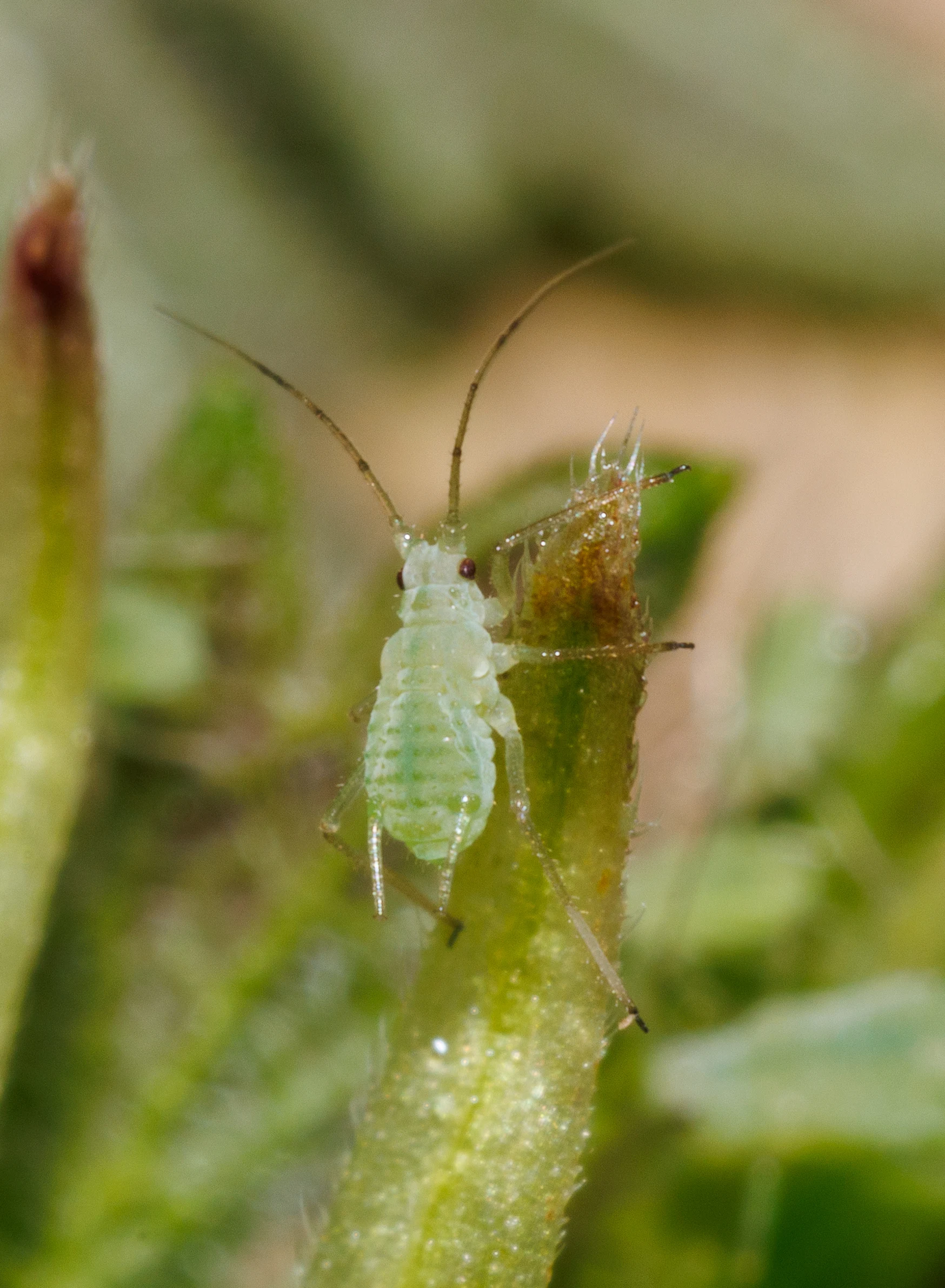 Green Lacewing Larva, Eling, Hampshire, UK — photo by Orlando Prugel-Bennett