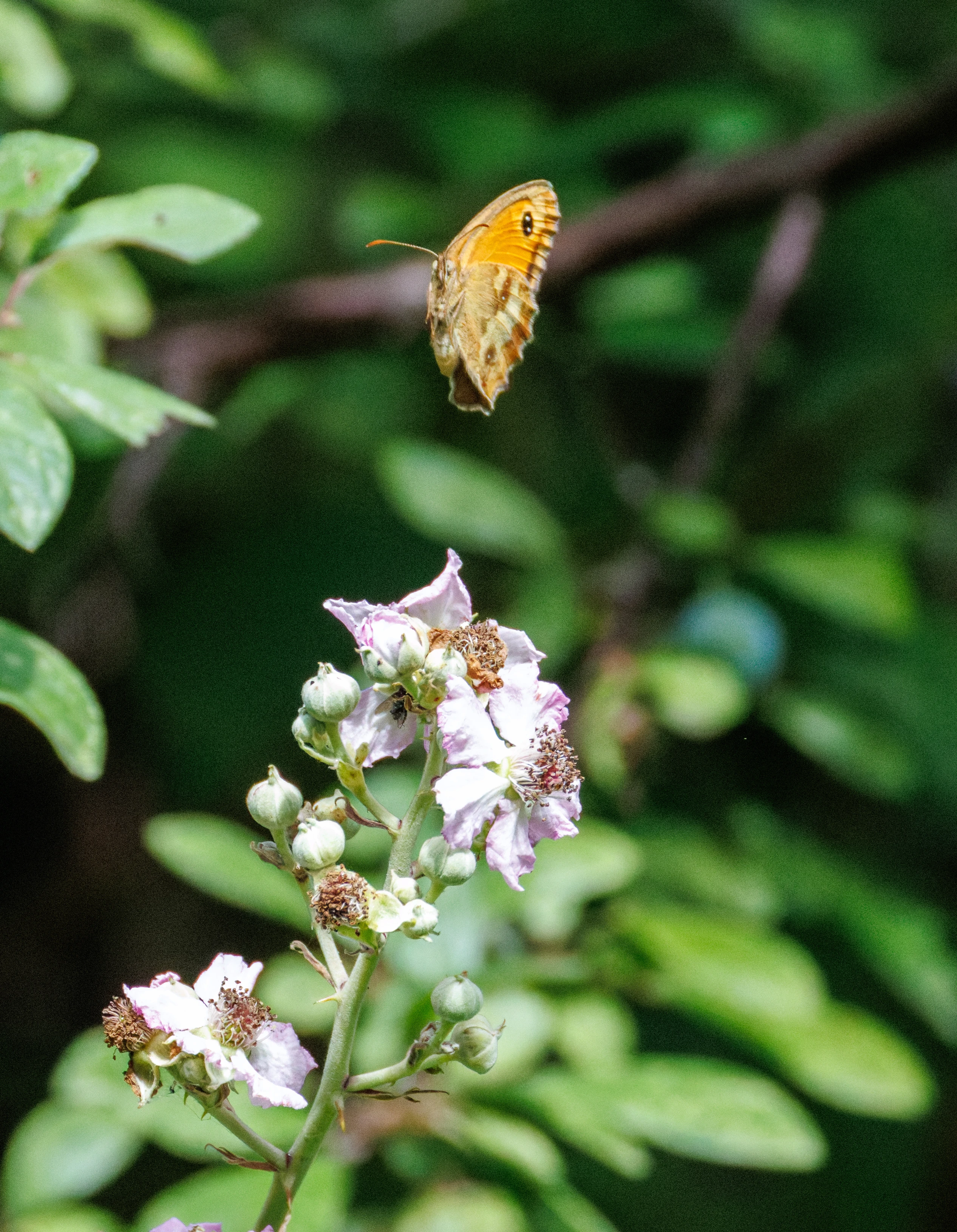 Gatekeeper butterfly on bramble flowers, Knepp, Horsham, West Sussex, UK — photo by Orlando Prugel-Bennett