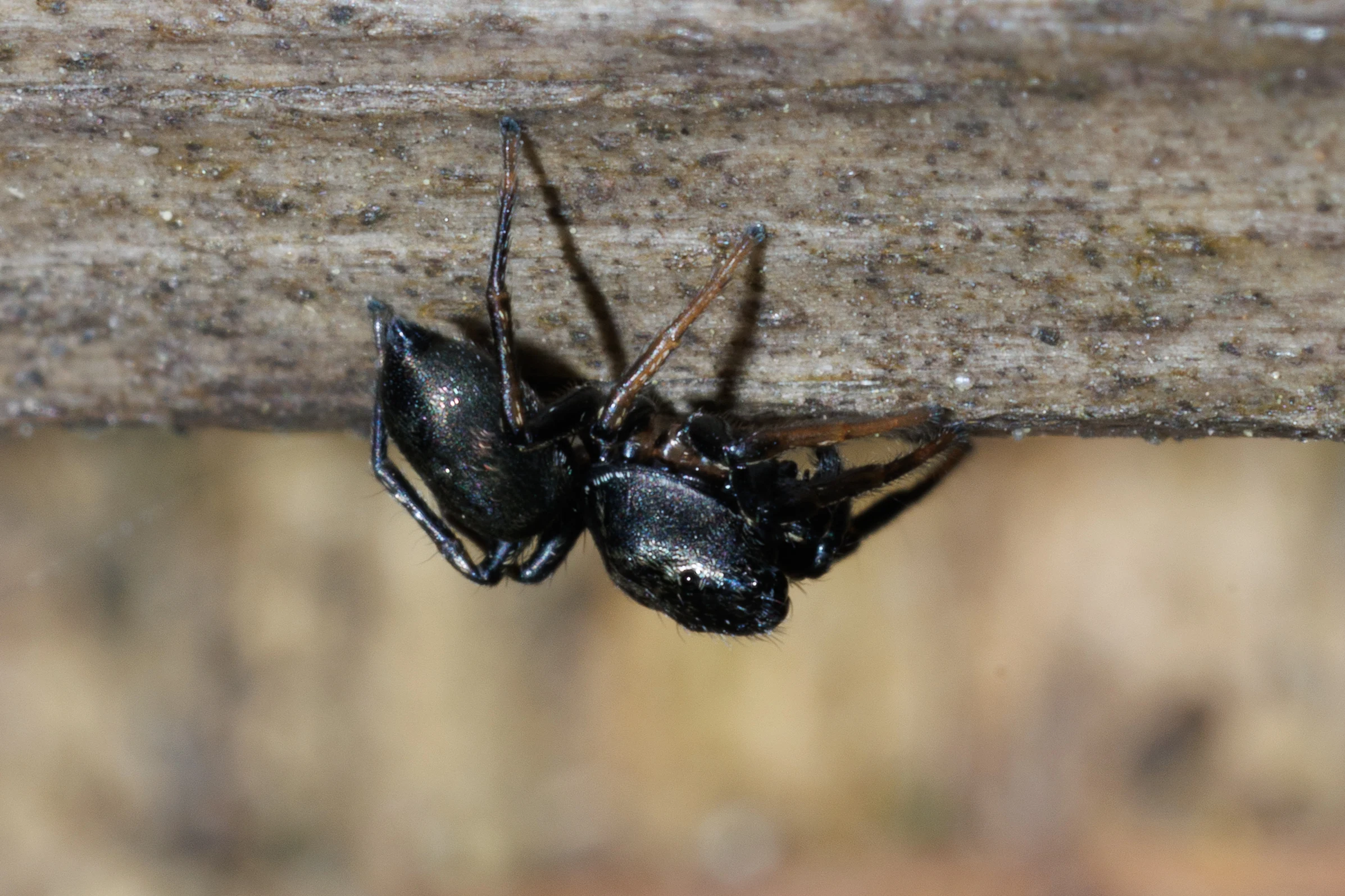 Spider, Eling, Hampshire, UK — photo by Orlando Prugel-Bennett