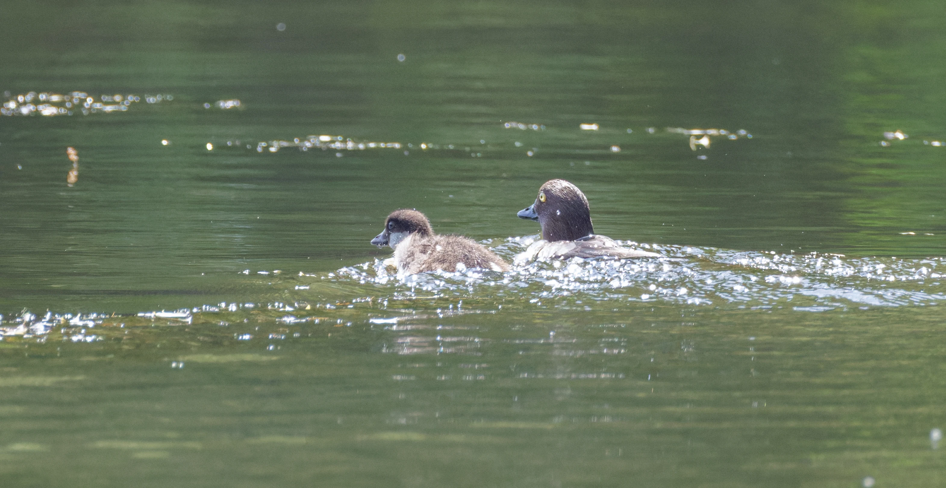 Goldeneye with chick, Danube Delta, Romania — photo by Orlando Prugel-Bennett