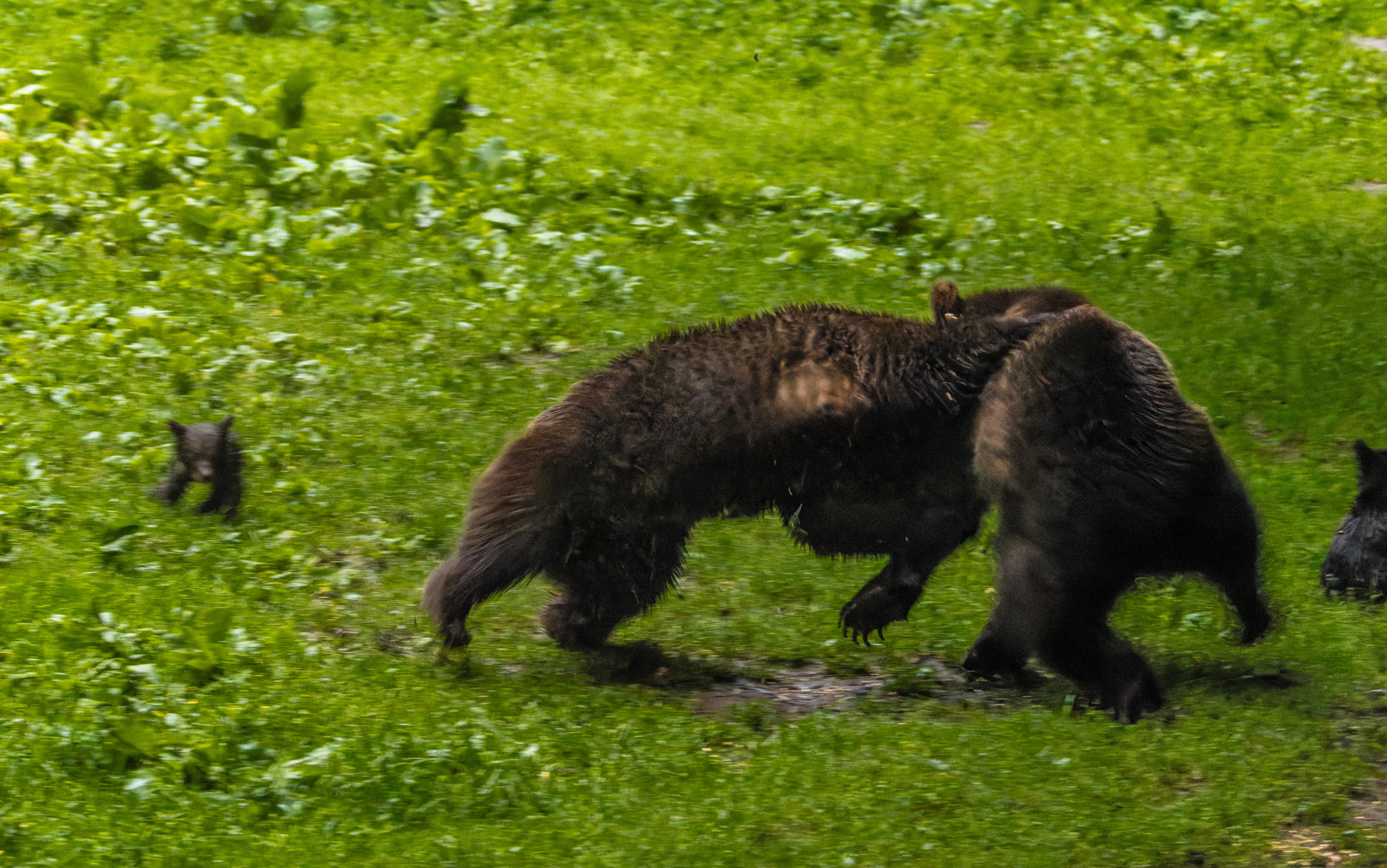 Brown bears fighting with cub, Transylvania, Romania — photo by Orlando Prugel-Bennett