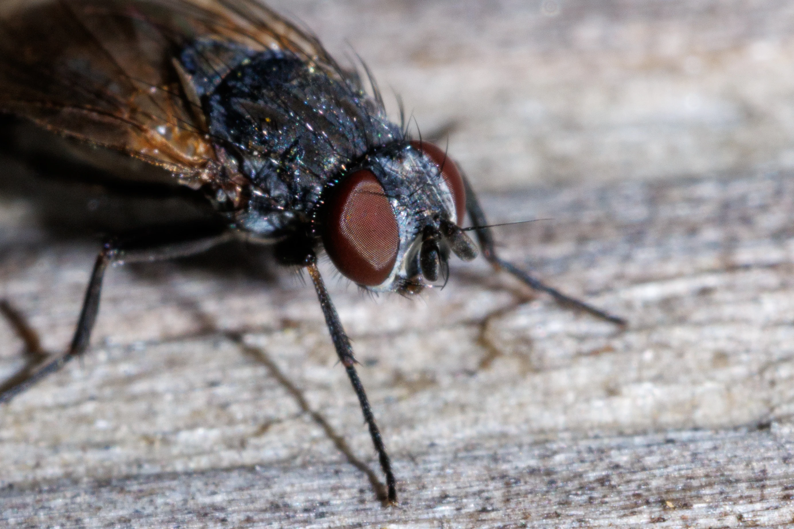 Fly, Eling, Hampshire, UK — photo by Orlando Prugel-Bennett