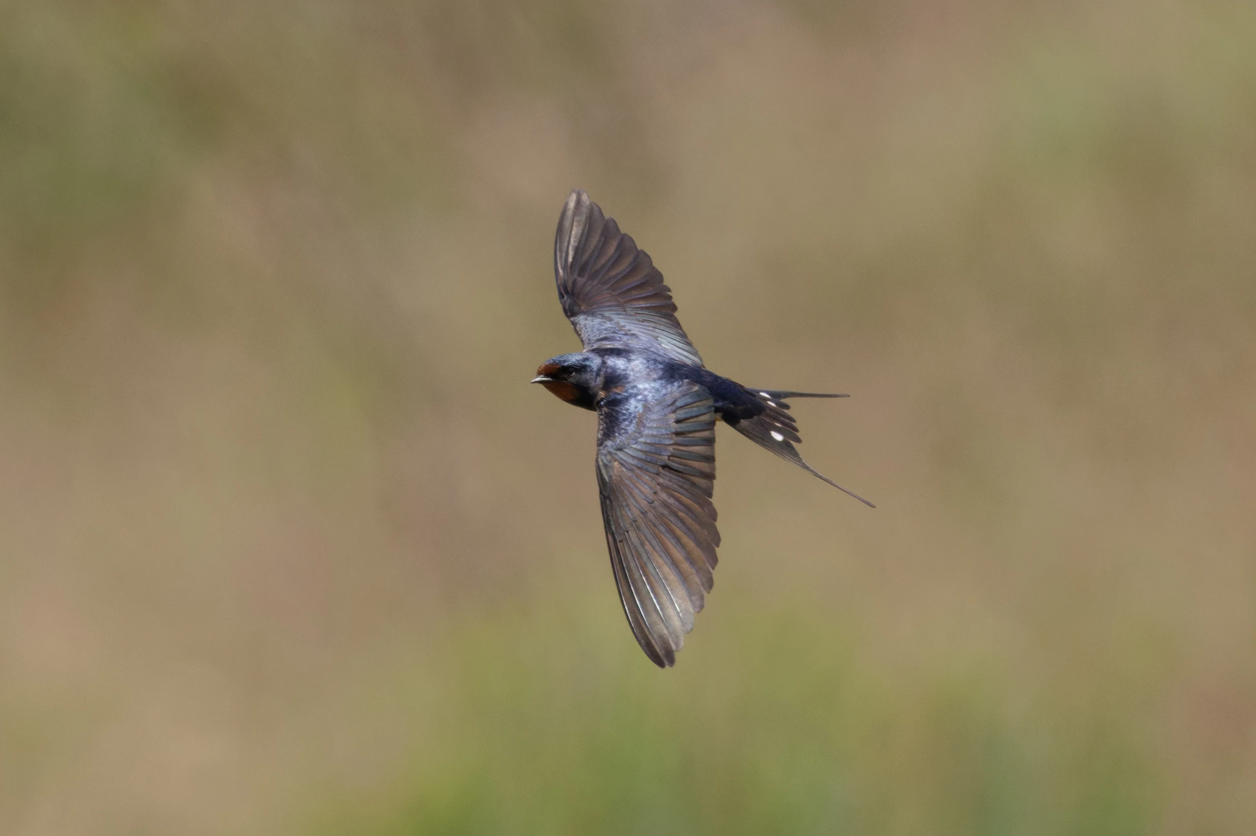 Barn Swallow, Danube Delta, Romania — photo by Orlando Prugel-Bennett