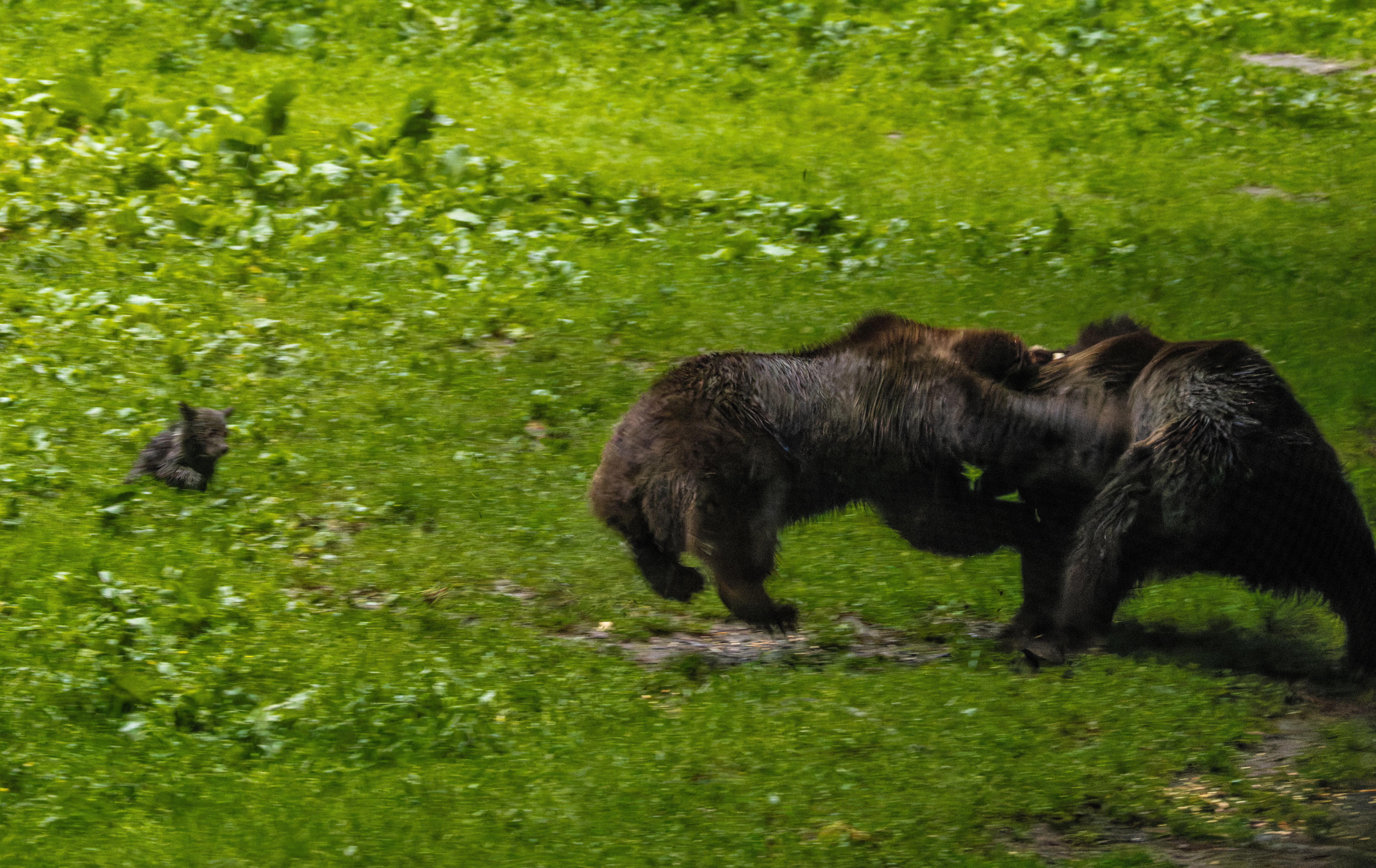 Brown bears fighting with cub, Transylvania, Romania — photo by Orlando Prugel-Bennett