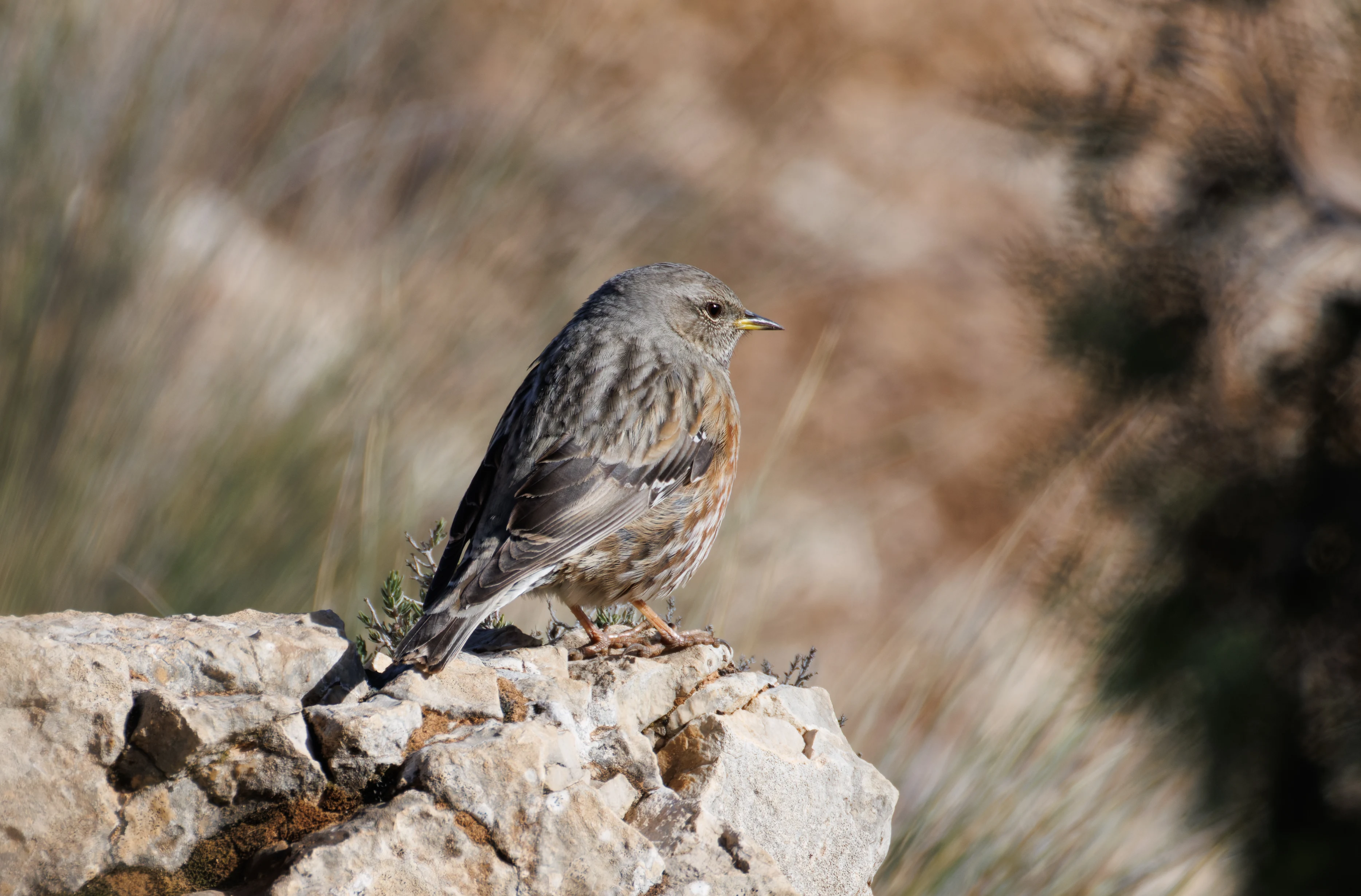 Alpine Accentor, Maigmo, Alicante, Spain — photo by Orlando Prugel-Bennett