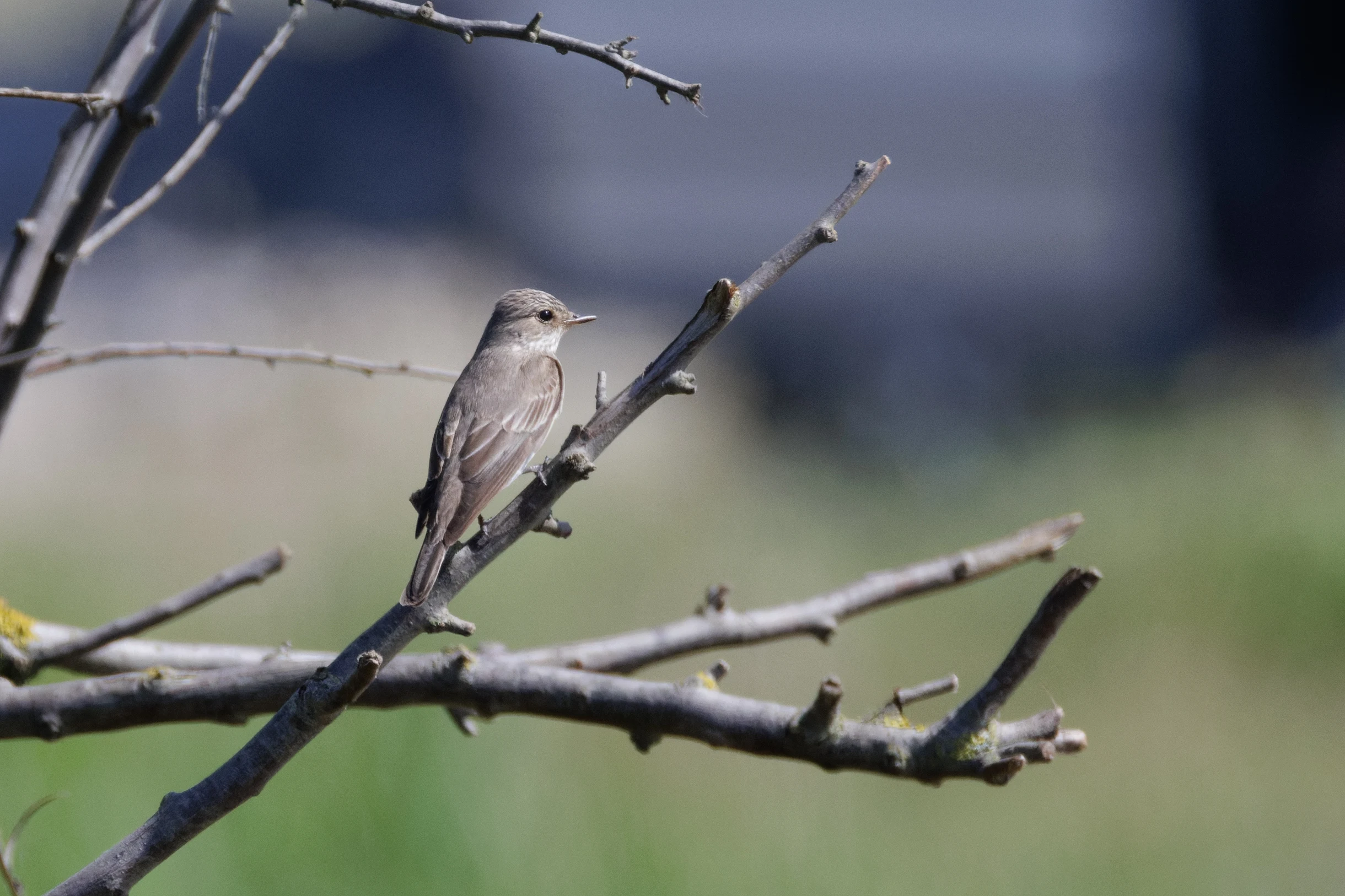 Spotted Flycatcher, Romanian Steppe, Romania — photo by Orlando Prugel-Bennett
