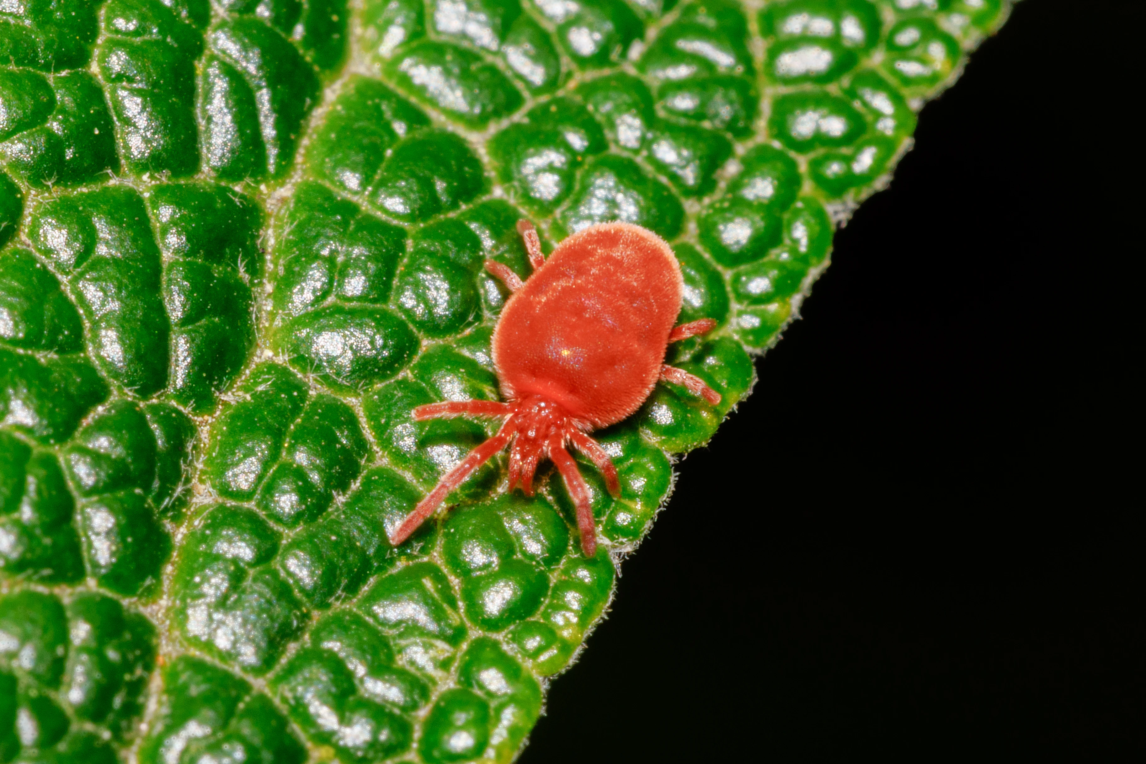 Red Velvet Mite, Eling, Hampshire, UK — photo by Orlando Prugel-Bennett