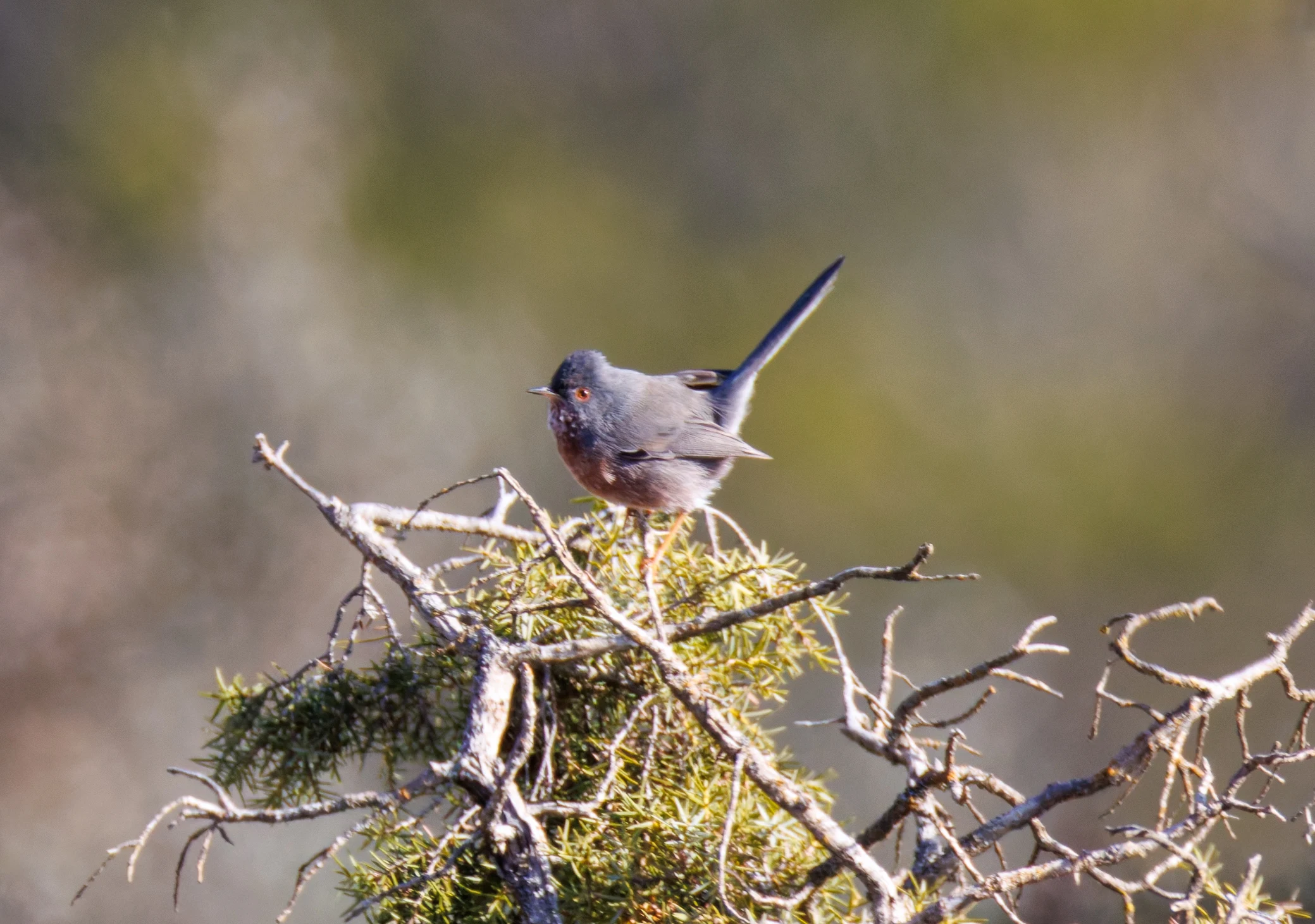Dartford Warbler, Maigmo, Alicante, Spain — photo by Orlando Prugel-Bennett