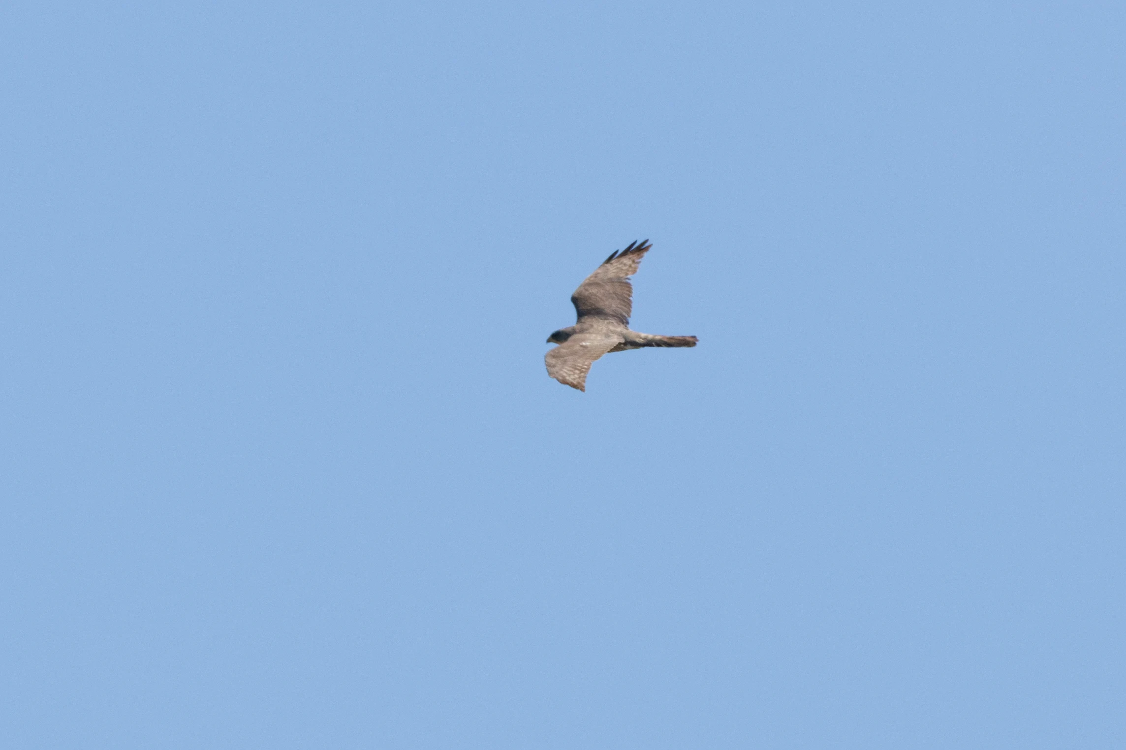 Levant sparrowhawk, Romanian Steppe, Romania — photo by Orlando Prugel-Bennett