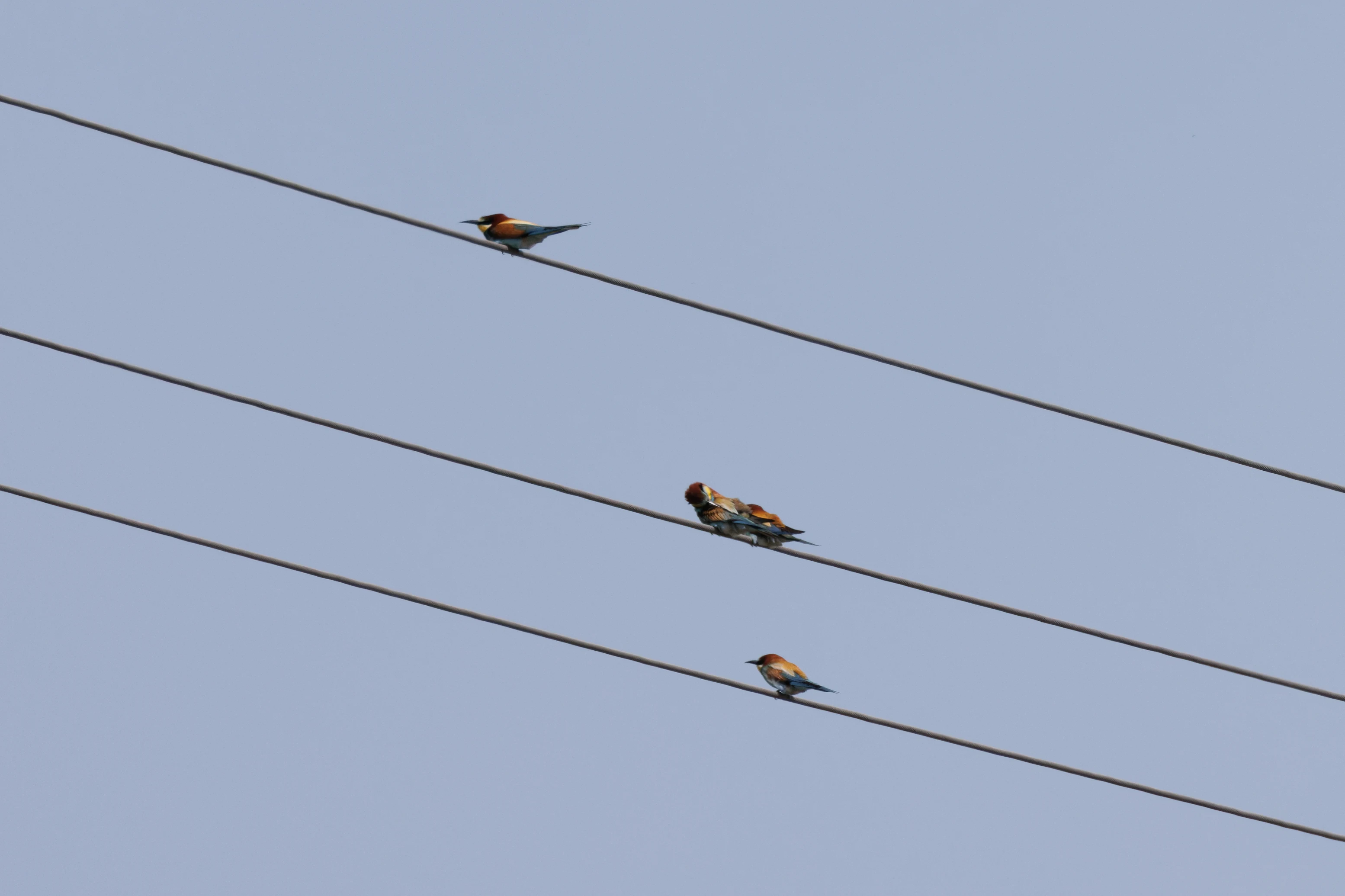 European Bee-eaters on wire, Danube Delta, Romania — photo by Orlando Prugel-Bennett