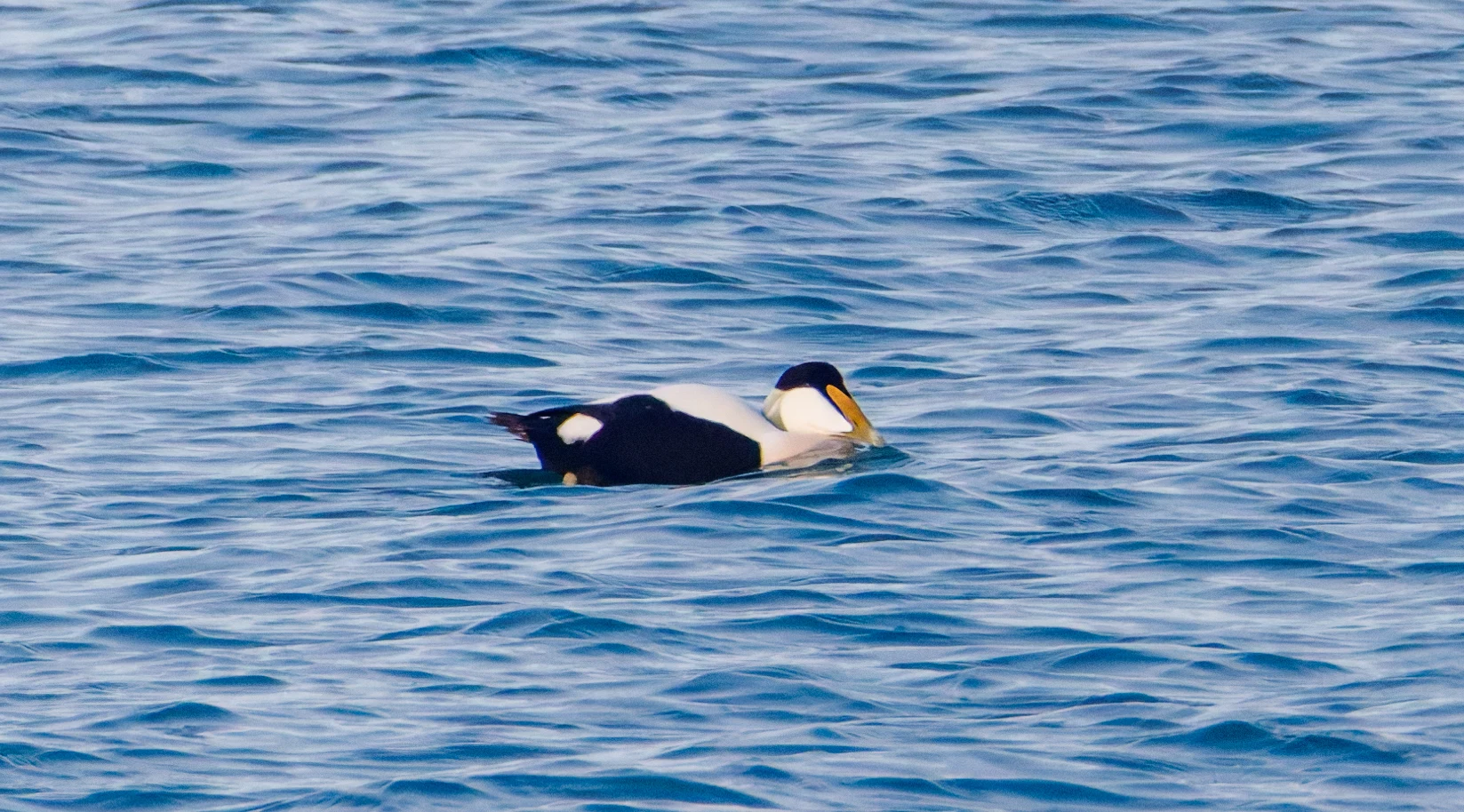 Common Eider, Zeeland, Netherlands — photo by Orlando Prugel-Bennett