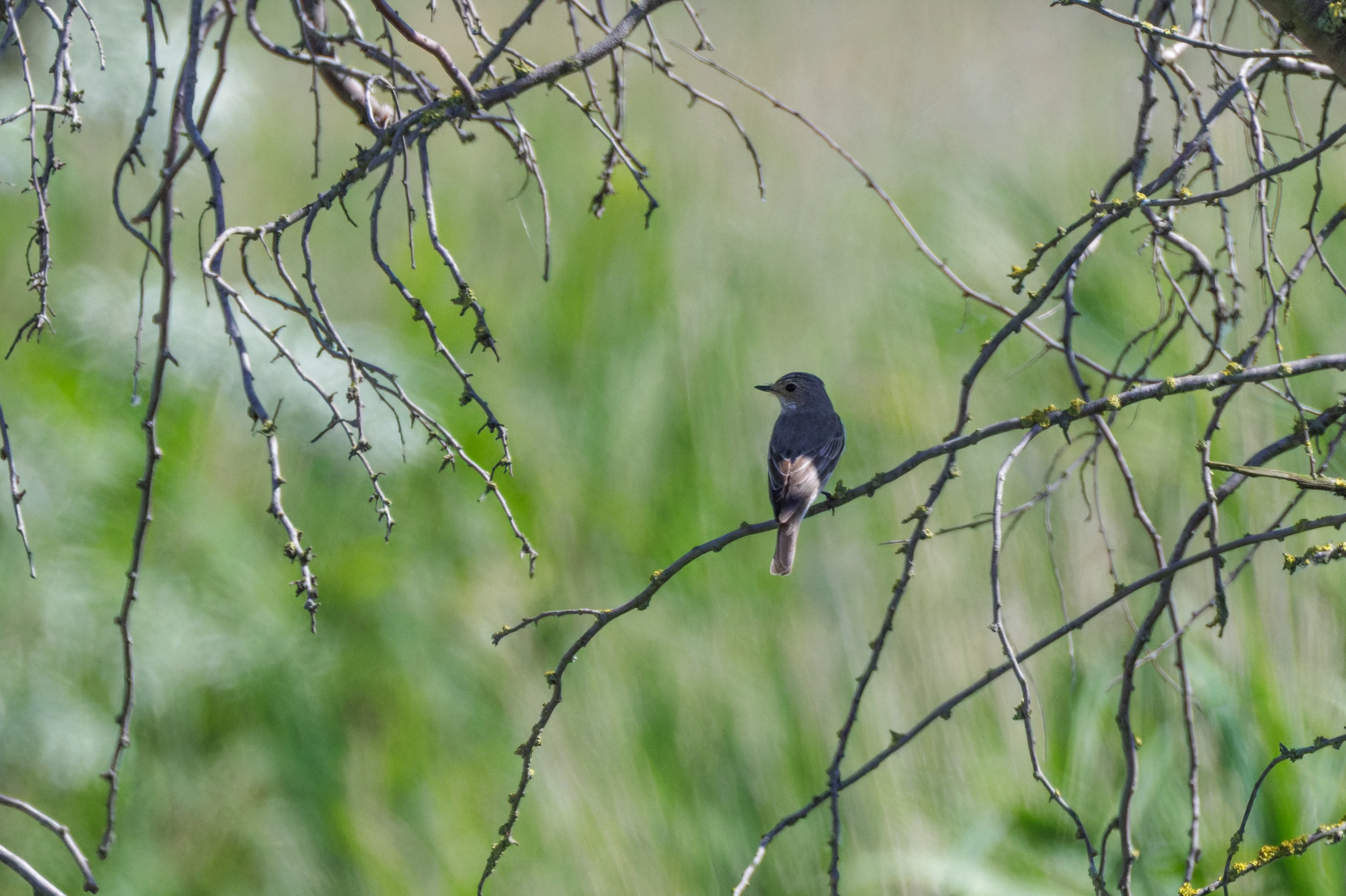 Spotted Flycatcher, Romanian Steppe, Romania — photo by Orlando Prugel-Bennett
