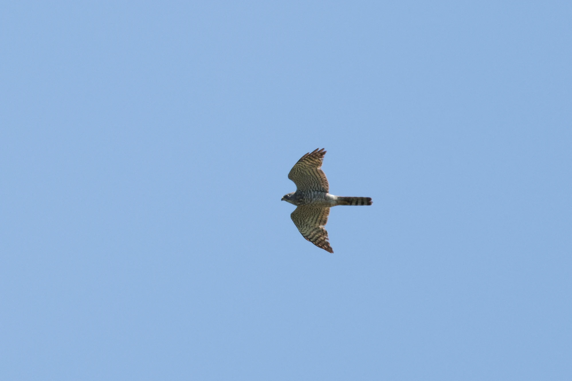 Levant sparrowhawk, Romanian Steppe, Romania — photo by Orlando Prugel-Bennett