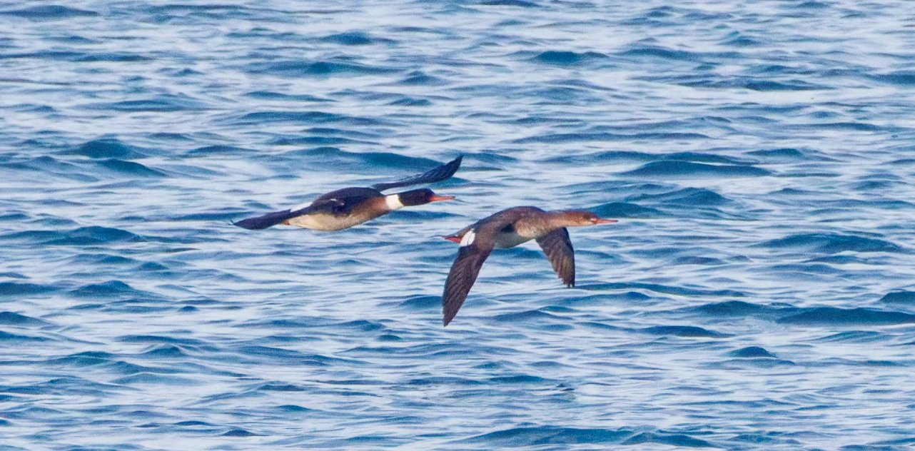 Red-breasted Mergansers, Zeeland, Netherlands — photo by Orlando Prugel-Bennett