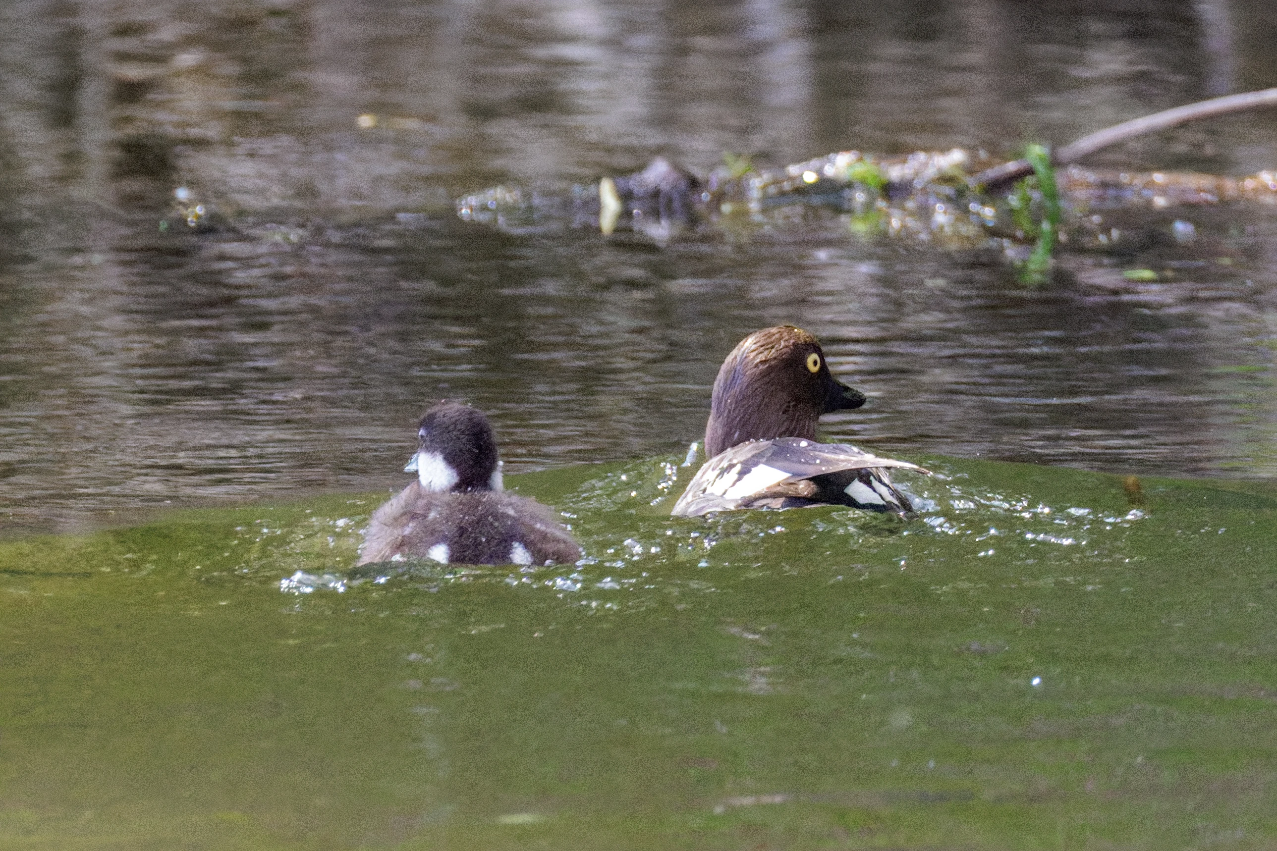 Common Goldeneye with chick, Danube Delta, Romania — photo by Orlando Prugel-Bennett