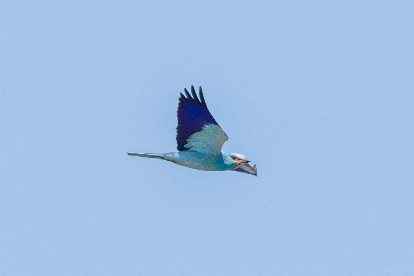European Roller, Danube Delta, Romania — photo by Orlando Prugel-Bennett