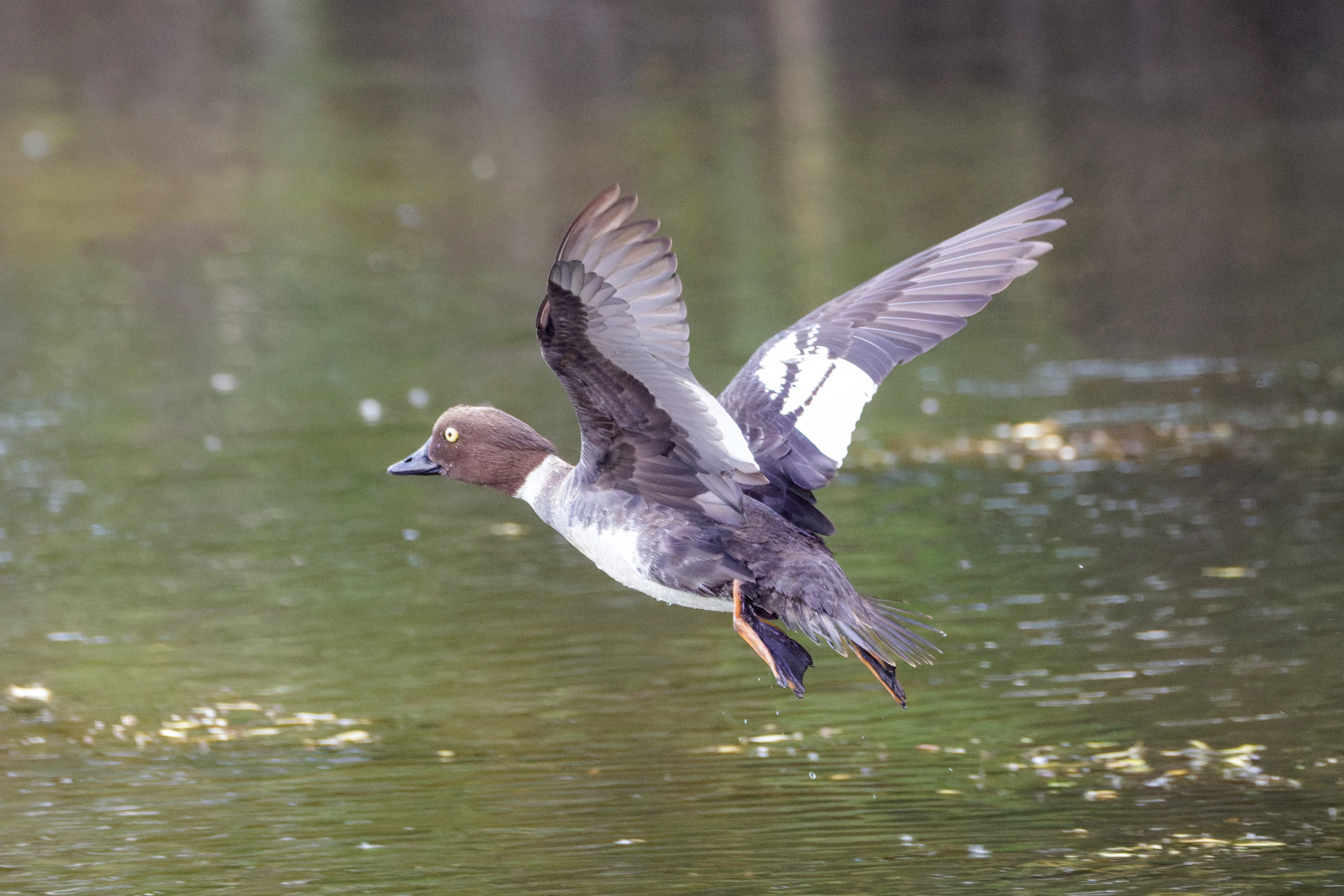 Common Goldeneye in flight, Danube Delta, Romania — photo by Orlando Prugel-Bennett