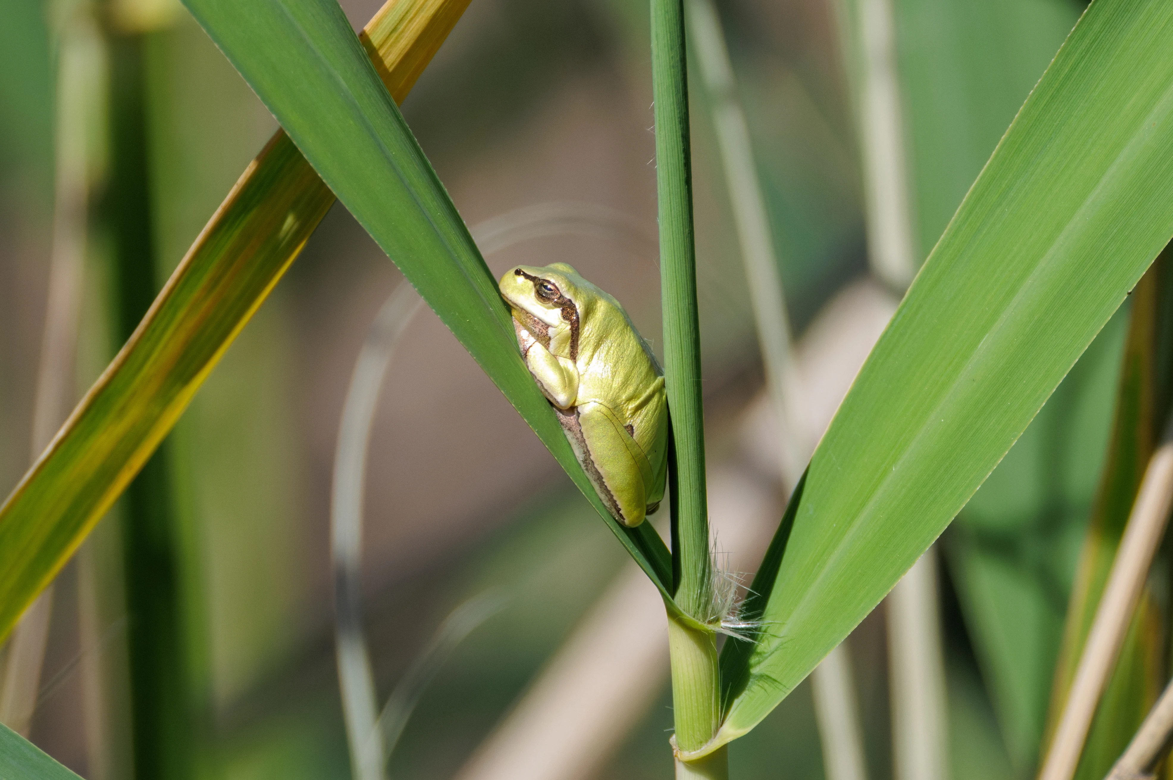 European Tree Frog, Romanian Steppe, Romania — photo by Orlando Prugel-Bennett